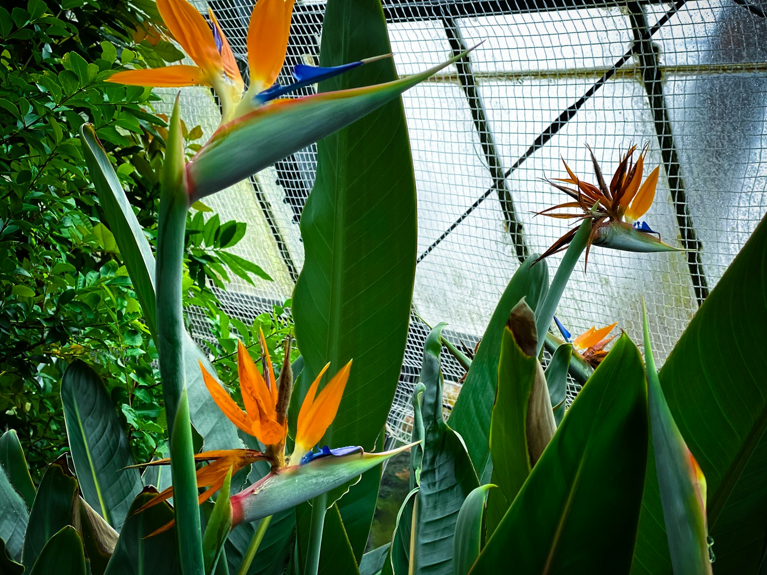 Piante tropicali con grandi foglie verdi e fiori arancioni vivaci
