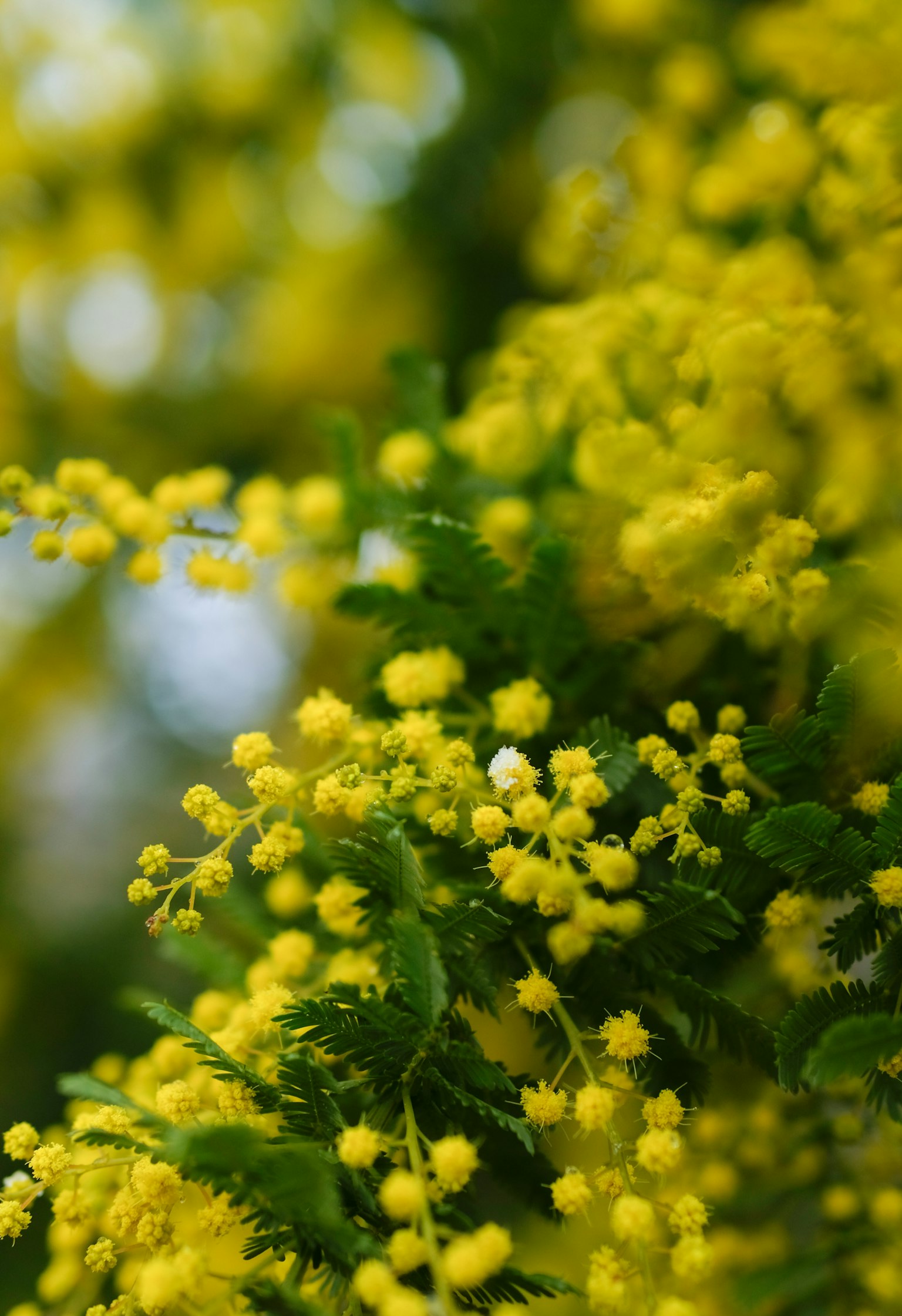 Vibrant yellow mimosa flowers surrounded by green leaves