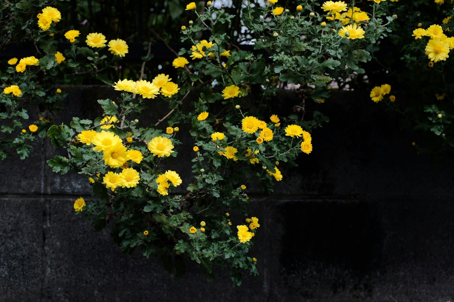 Bush of yellow flowers against a dark wall