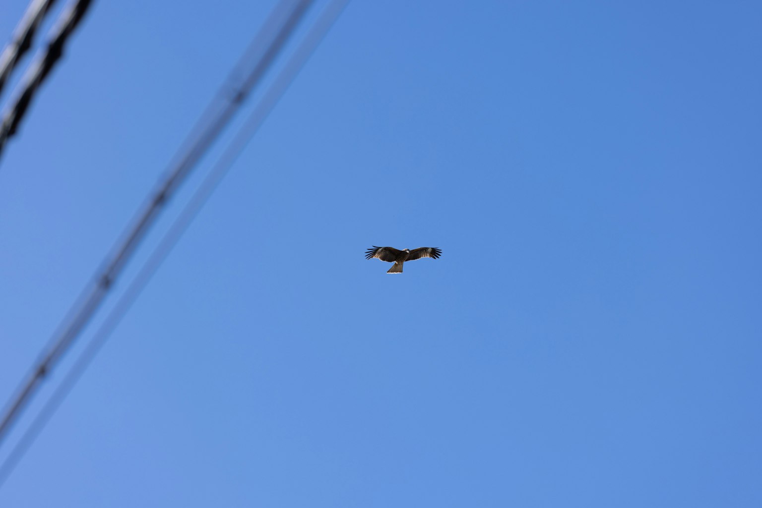 A bird flying against a blue sky The bird has black and white feathers