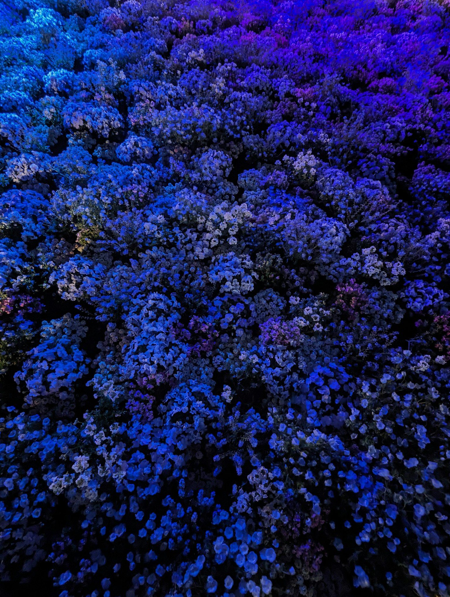 Gros plan d'un champ de fleurs illuminé par une lumière bleue