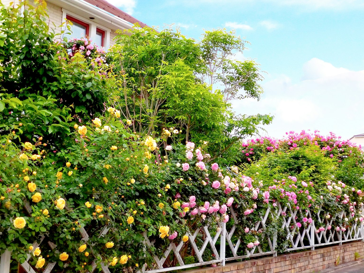 A beautiful garden fence adorned with colorful blooming roses