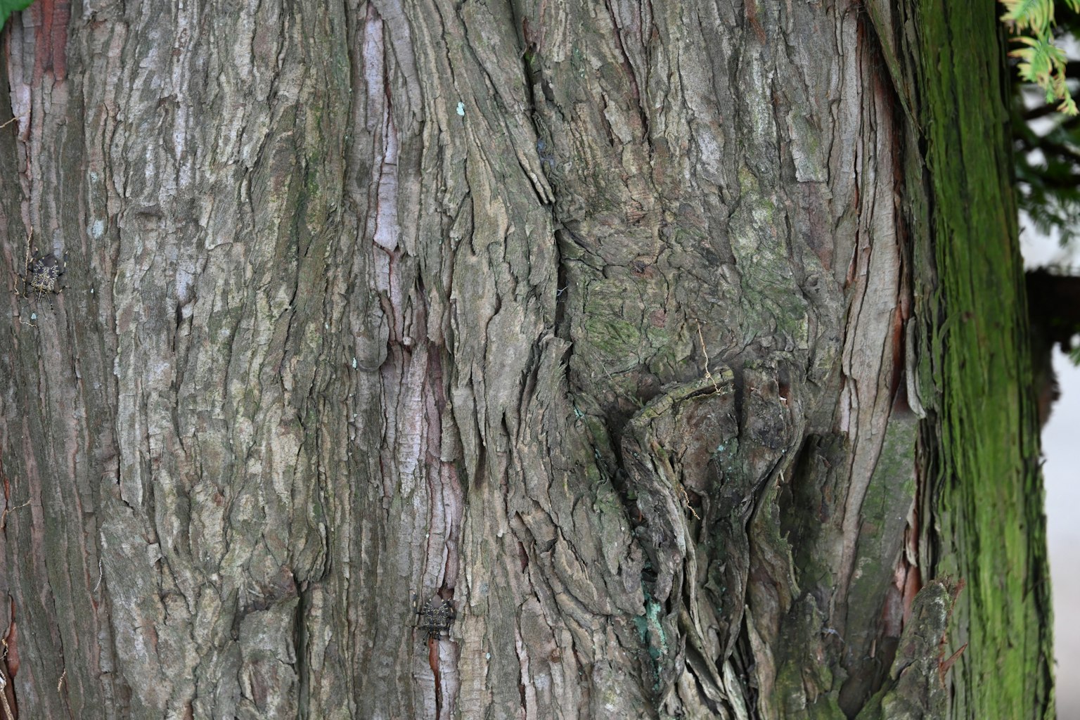 Texture et motifs détaillés d'un tronc d'arbre