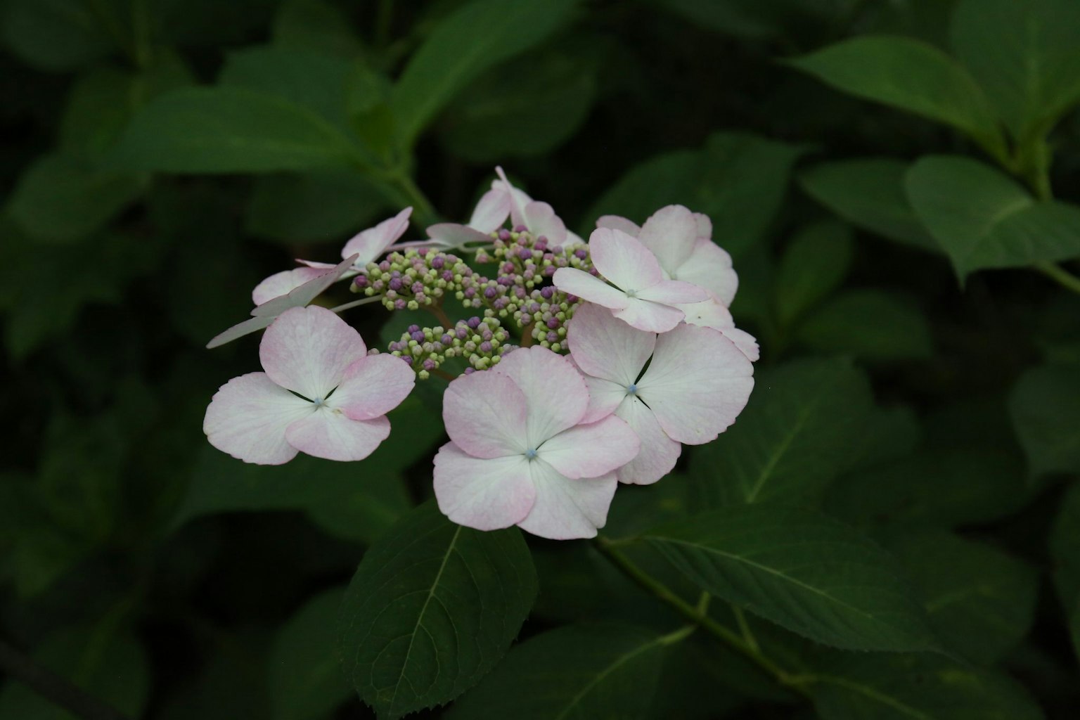 Fleurs roses délicates sur un fond vert foncé