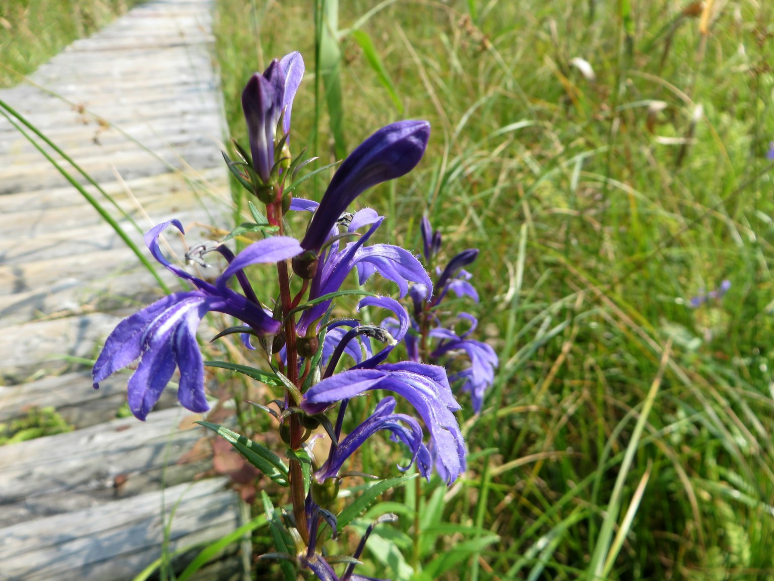 Purple flowers blooming near a wooden walkway in a grassy area