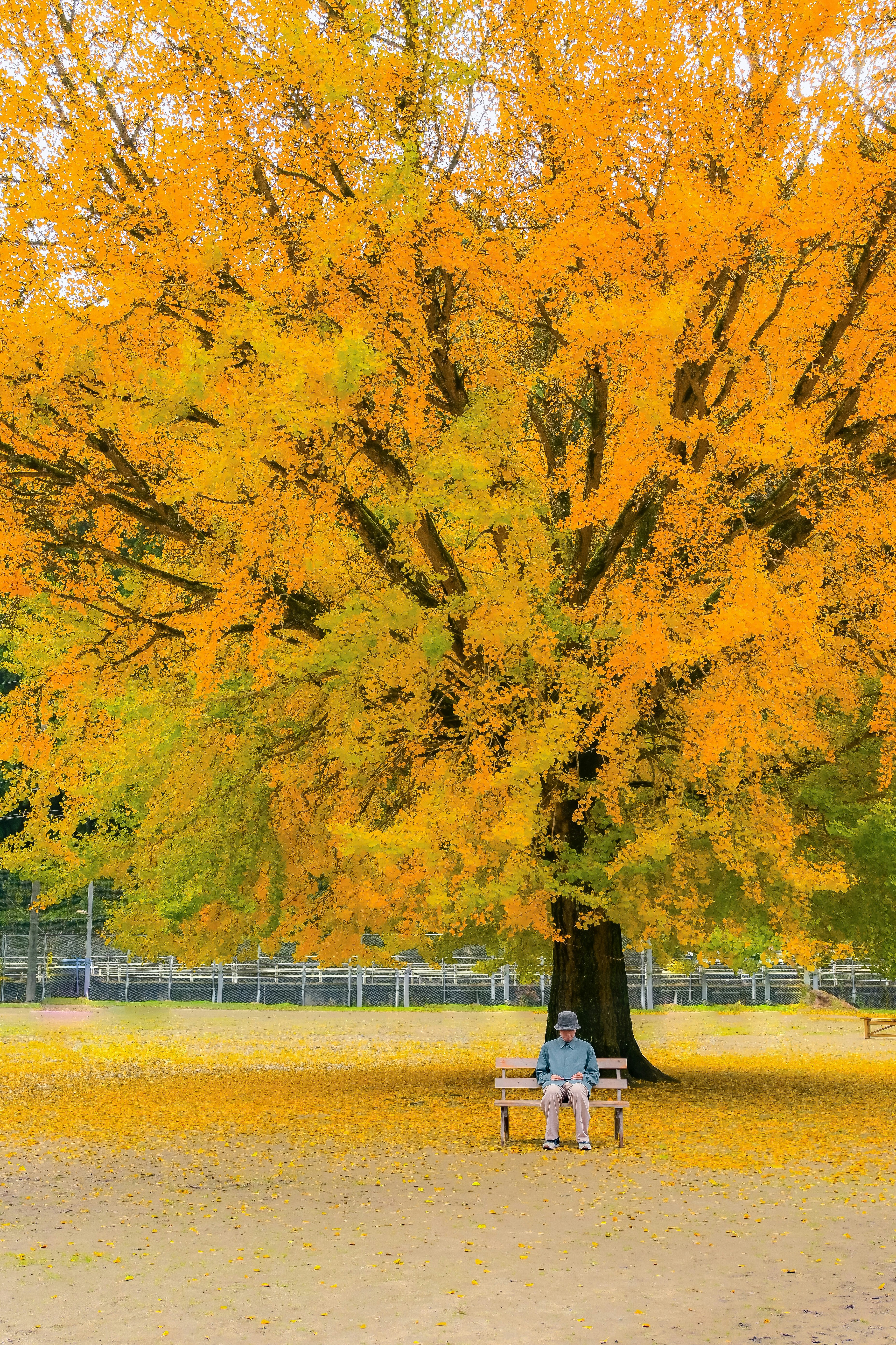 黄色い紅葉の並木とベンチに座る親子