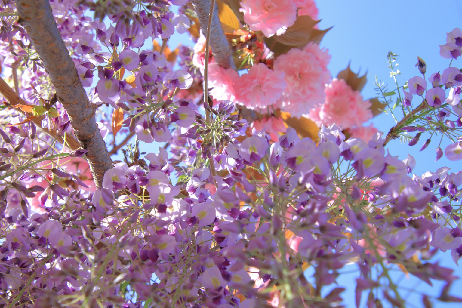 Un ramo di albero fiorito con fiori rosa e viola sotto un cielo blu