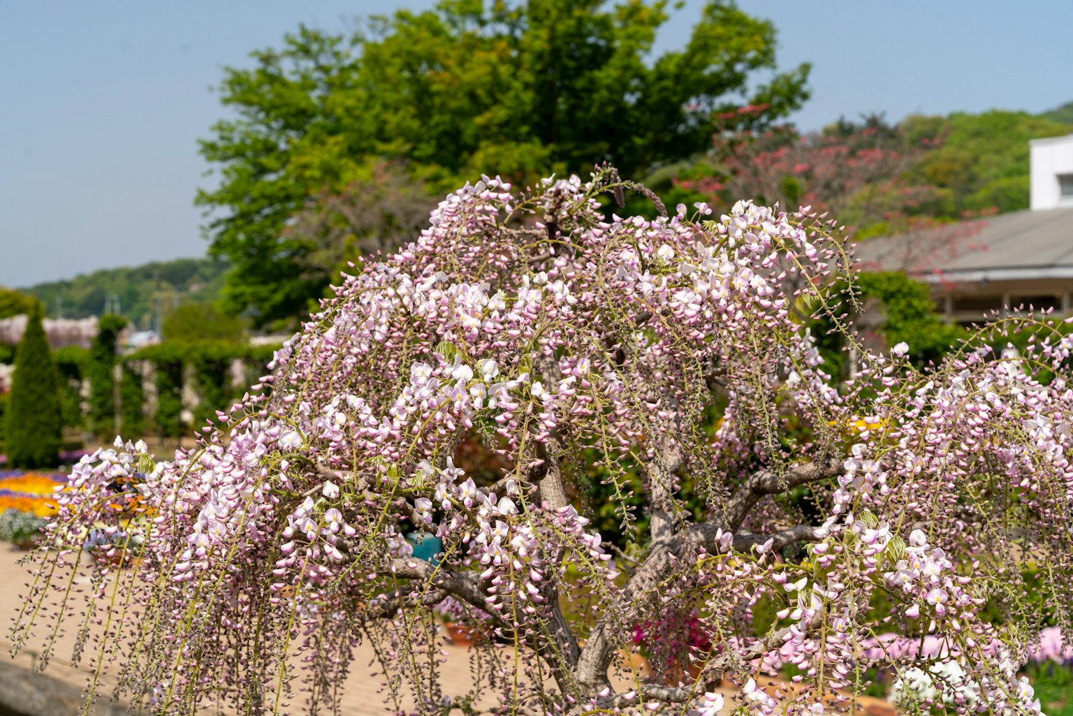 Cây glycine nở hoa với nền xanh