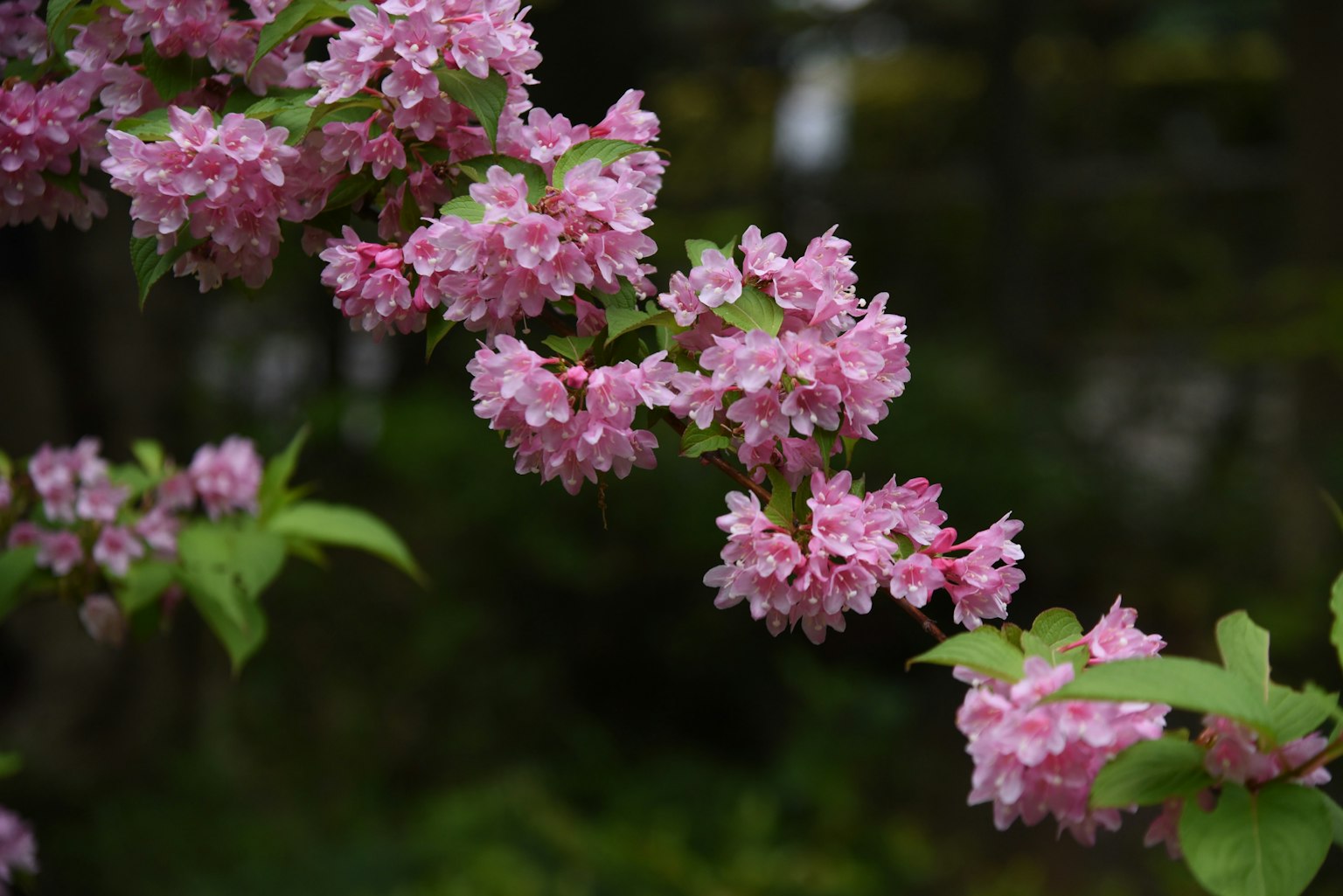 Primo piano di un ramo con fiori rosa sfondo verde sfocato