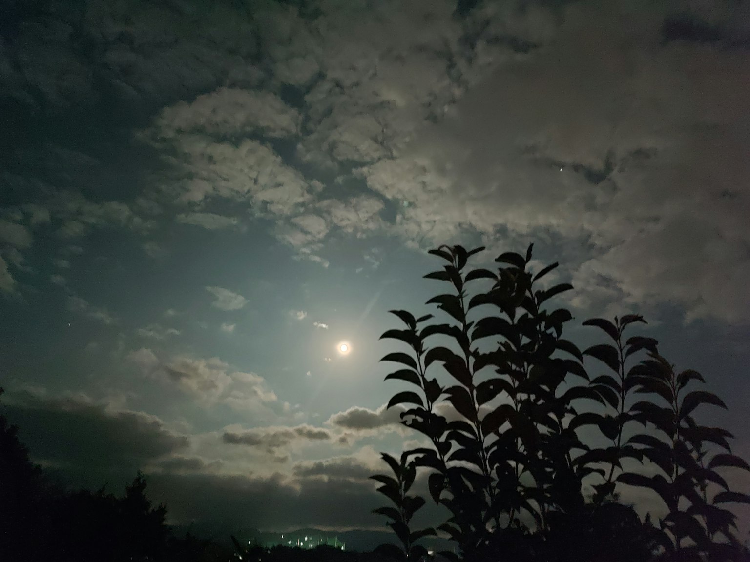 夜空中滿月和雲的輪廓下的葉子輪廓