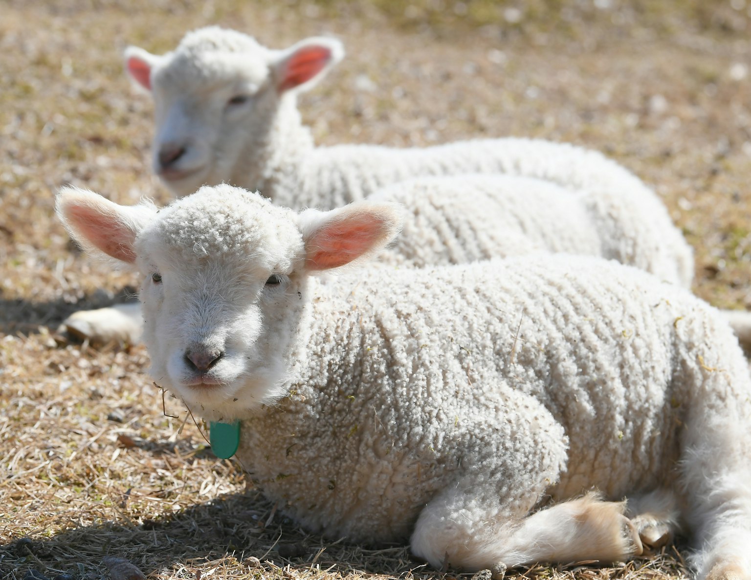 Zwei niedliche Lämmer, die auf dem Gras liegen