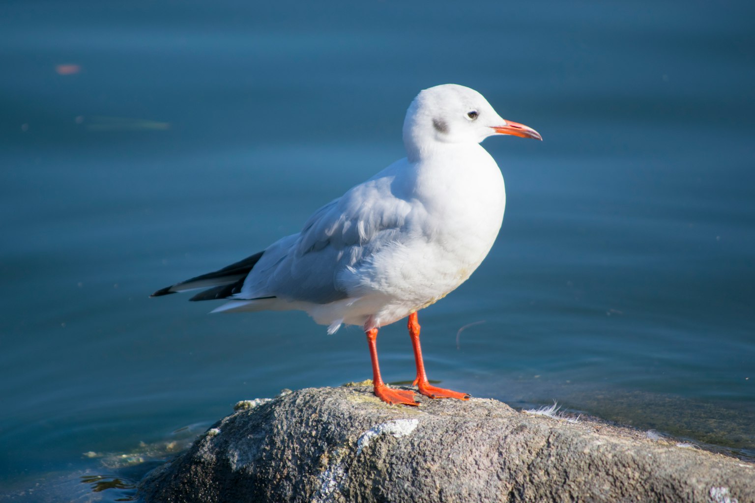 Una gaviota blanca de pie sobre una roca junto al mar