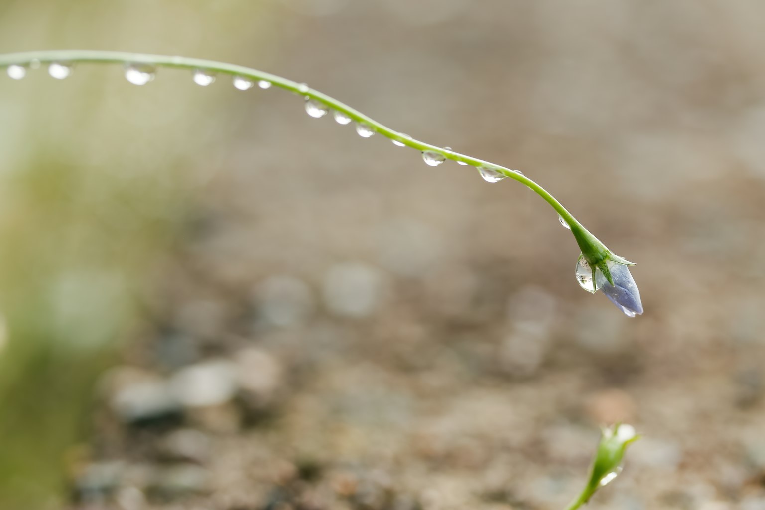 Tige verte fine avec des gouttes d'eau et une fleur violette