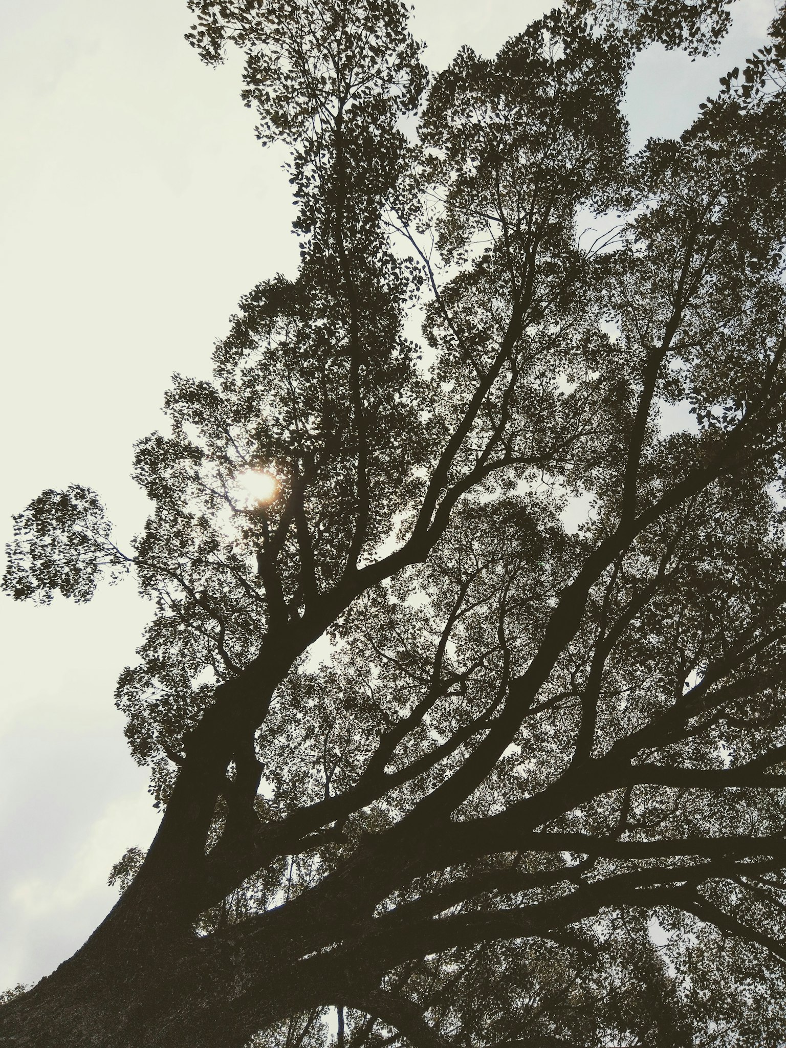 Pohon besar dengan cabang yang menjulang ke langit
