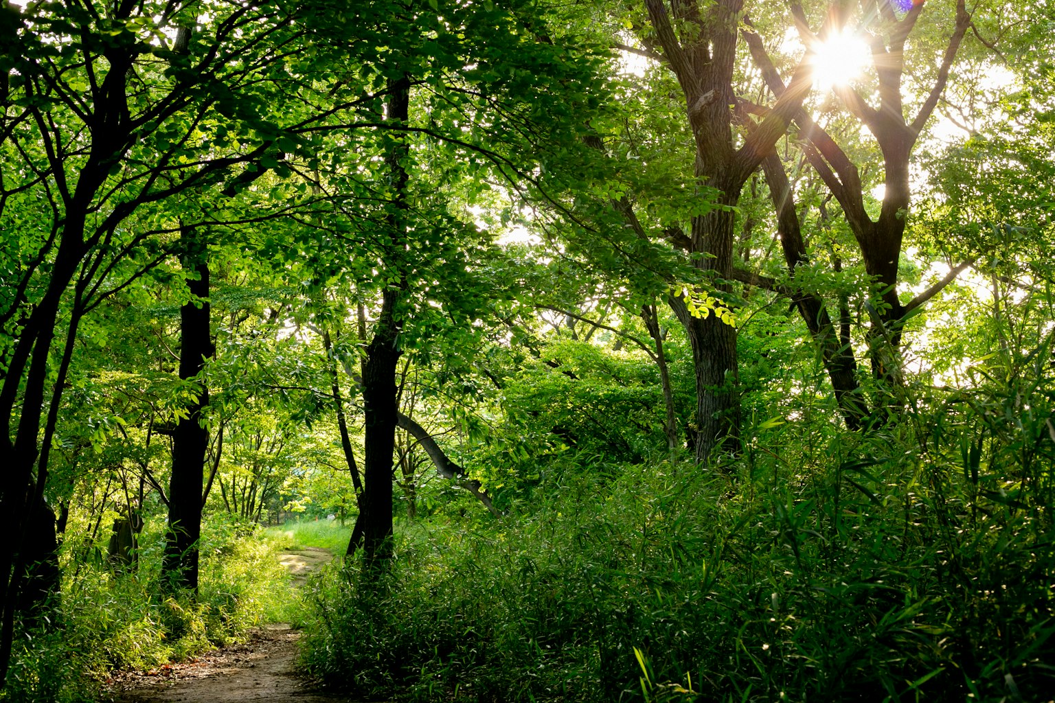 Sonnenlicht, das durch einen üppigen Waldweg filtert