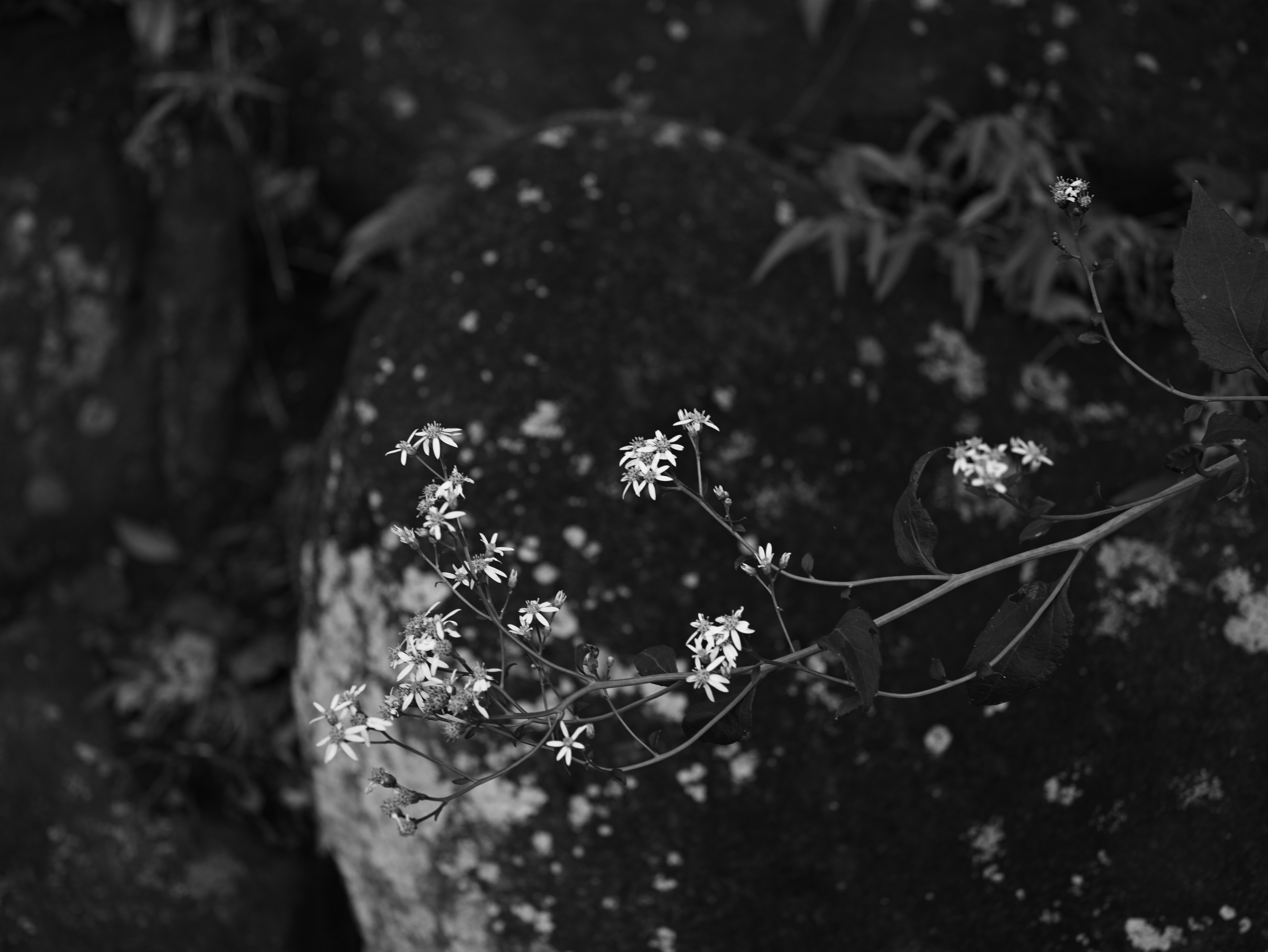 黒い花瓶に生けられた小さな白い花と散る花びらのある静かな花のある風景