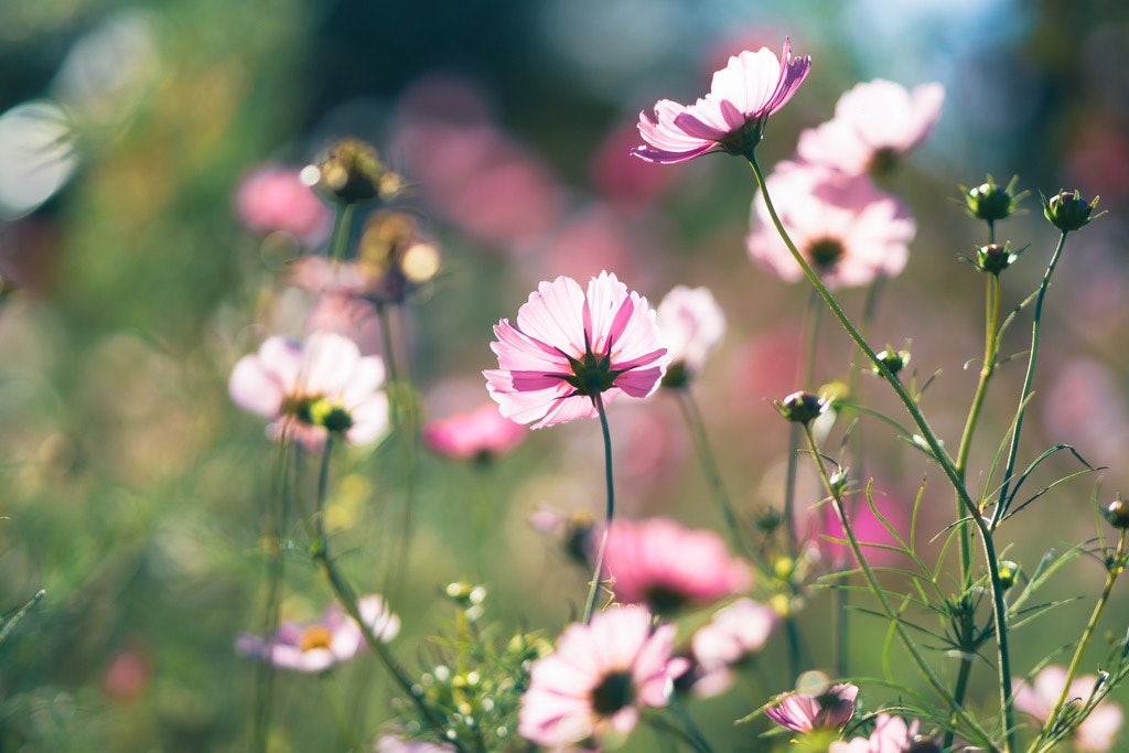 ピンクのコスモスが咲く草地の花畑