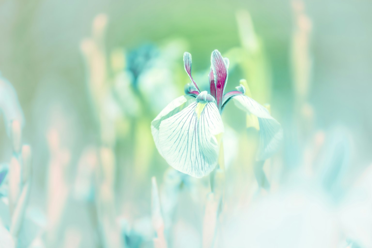 Un primo piano di un fiore delicato con petali bianchi e viola circondato da uno sfondo onirico