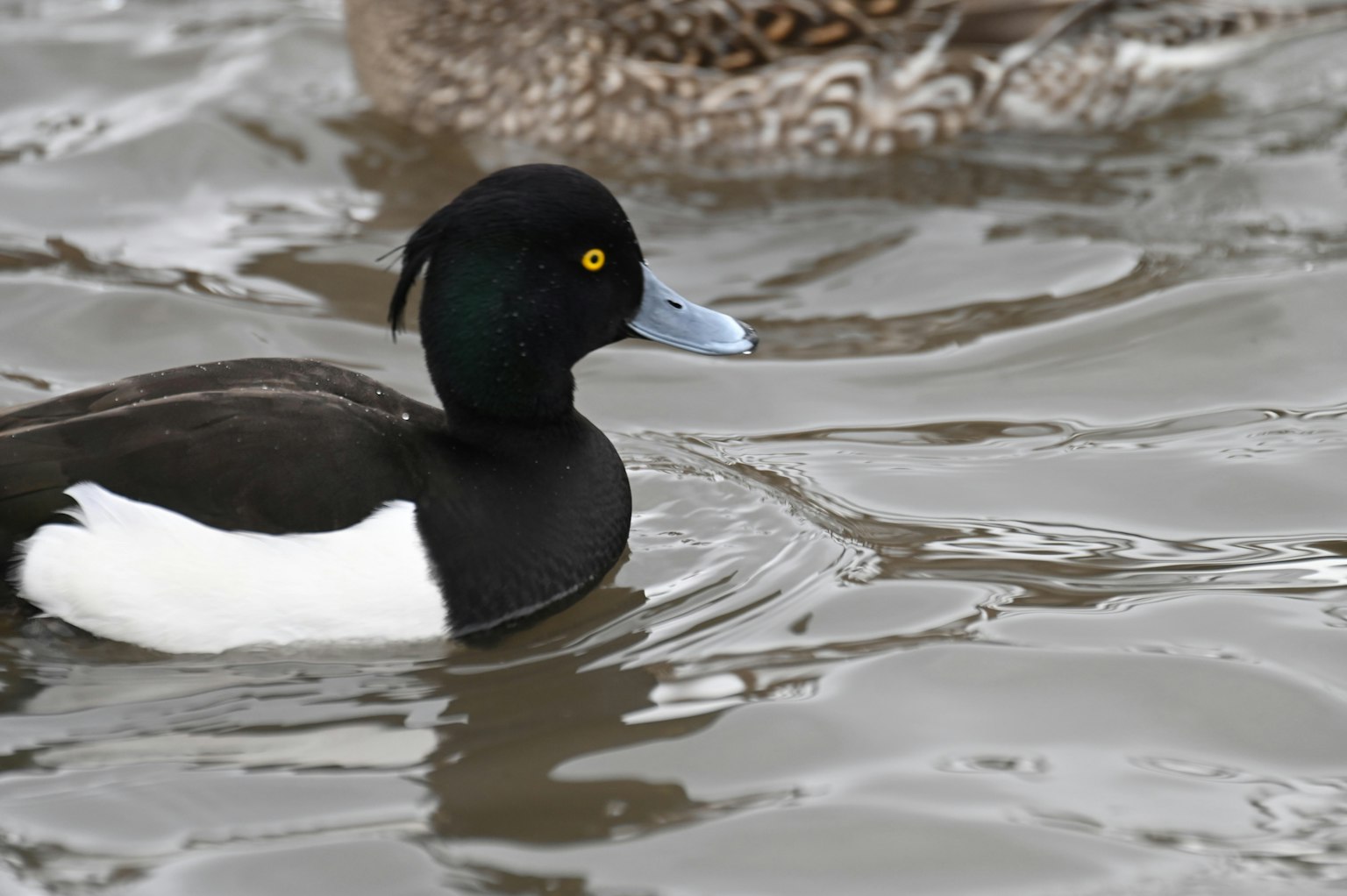 Duck swimming on the water with black and white feathers