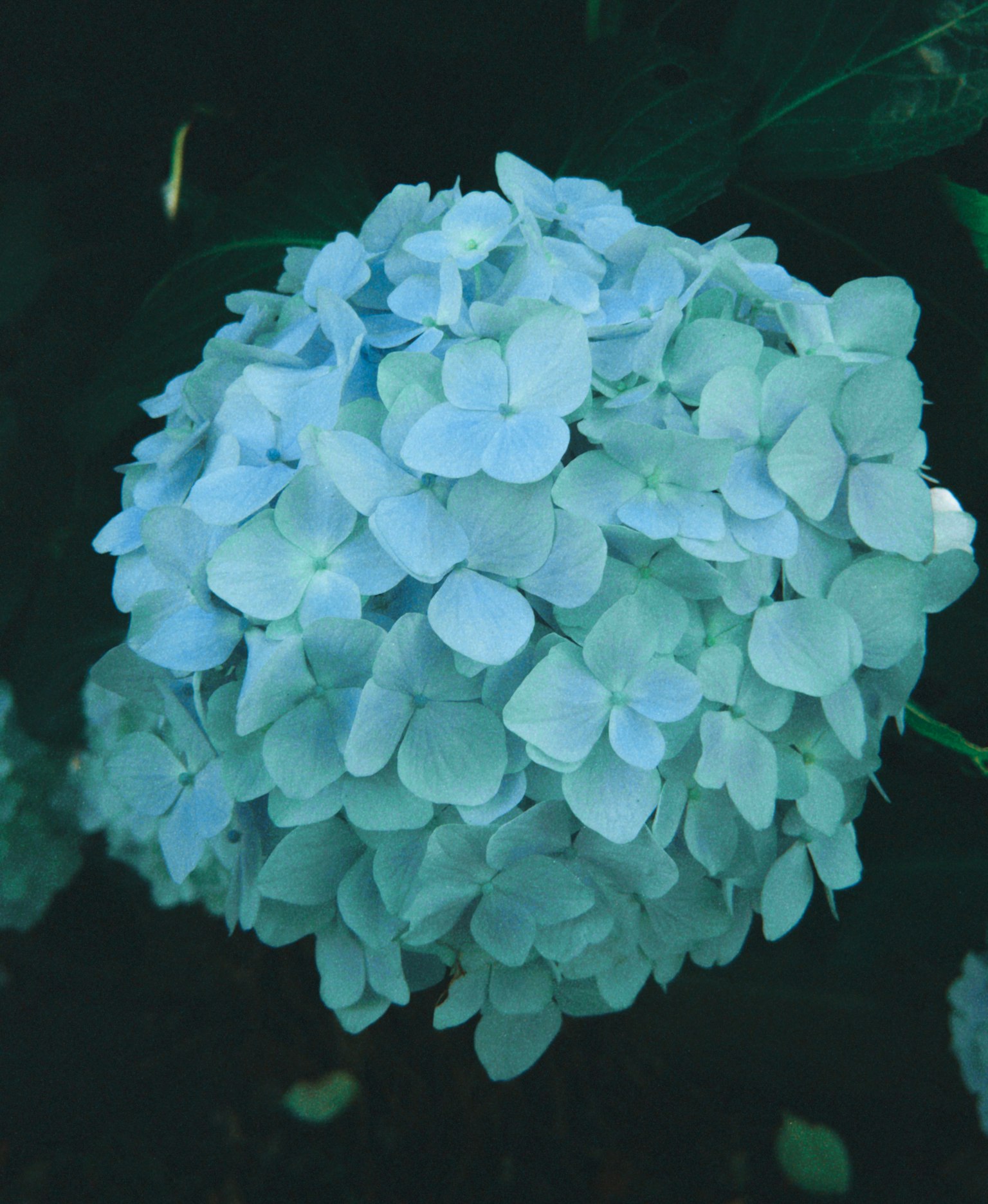 Un racimo de flores de hortensia azules rodeado de hojas verdes