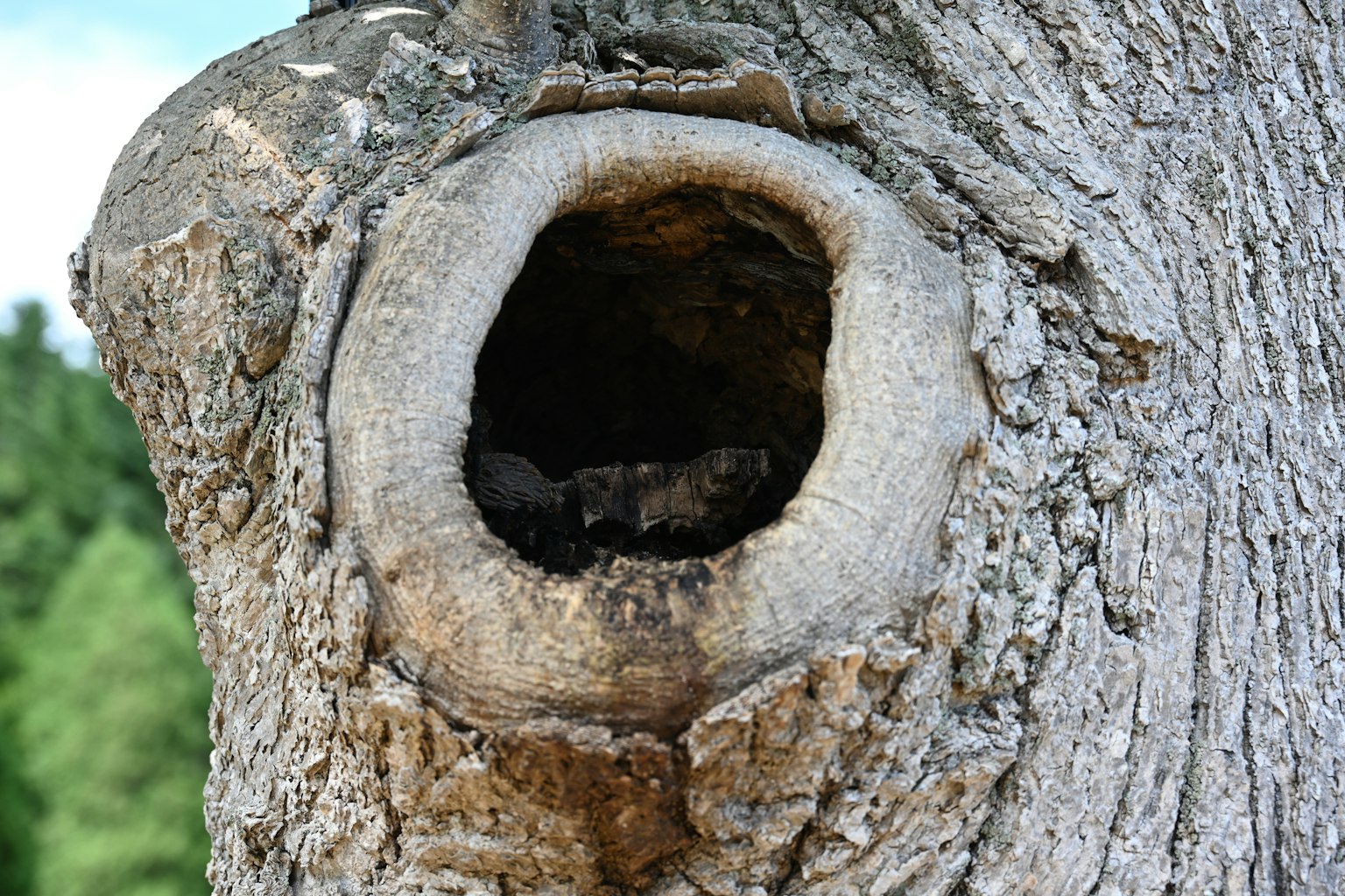 Large hole in a tree trunk with rough bark