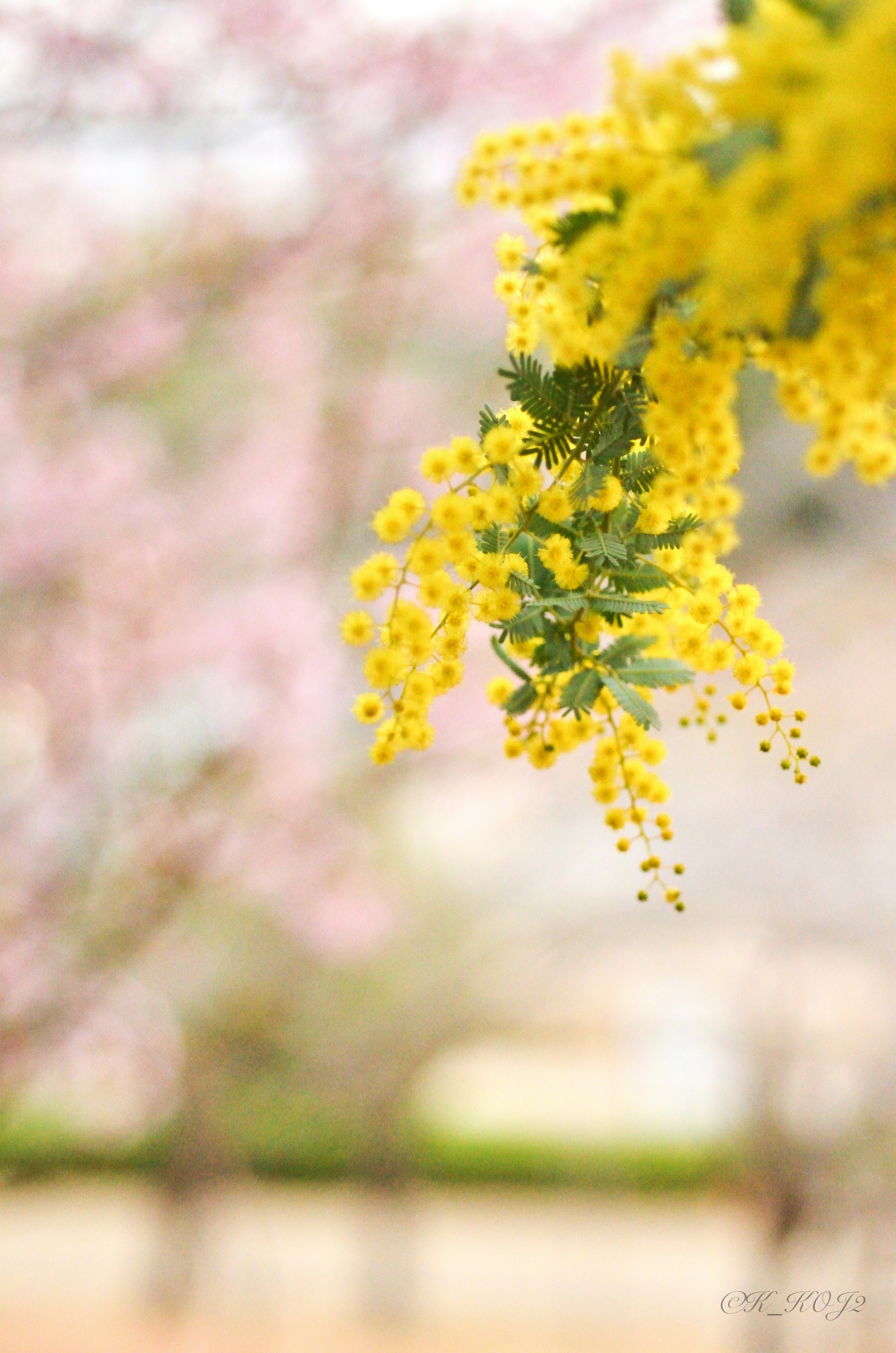 ミモザの黄色い花と桜のぼけ背景