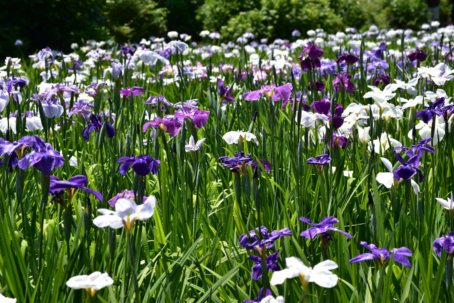 Vibrant field of purple and white flowers in full bloom