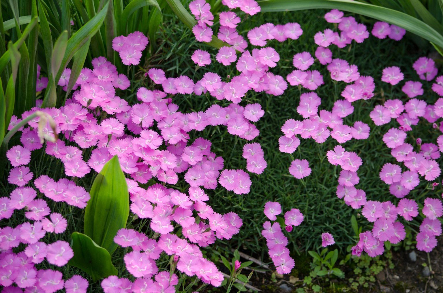 一片生機勃勃的粉紅花朵覆蓋著花園區域