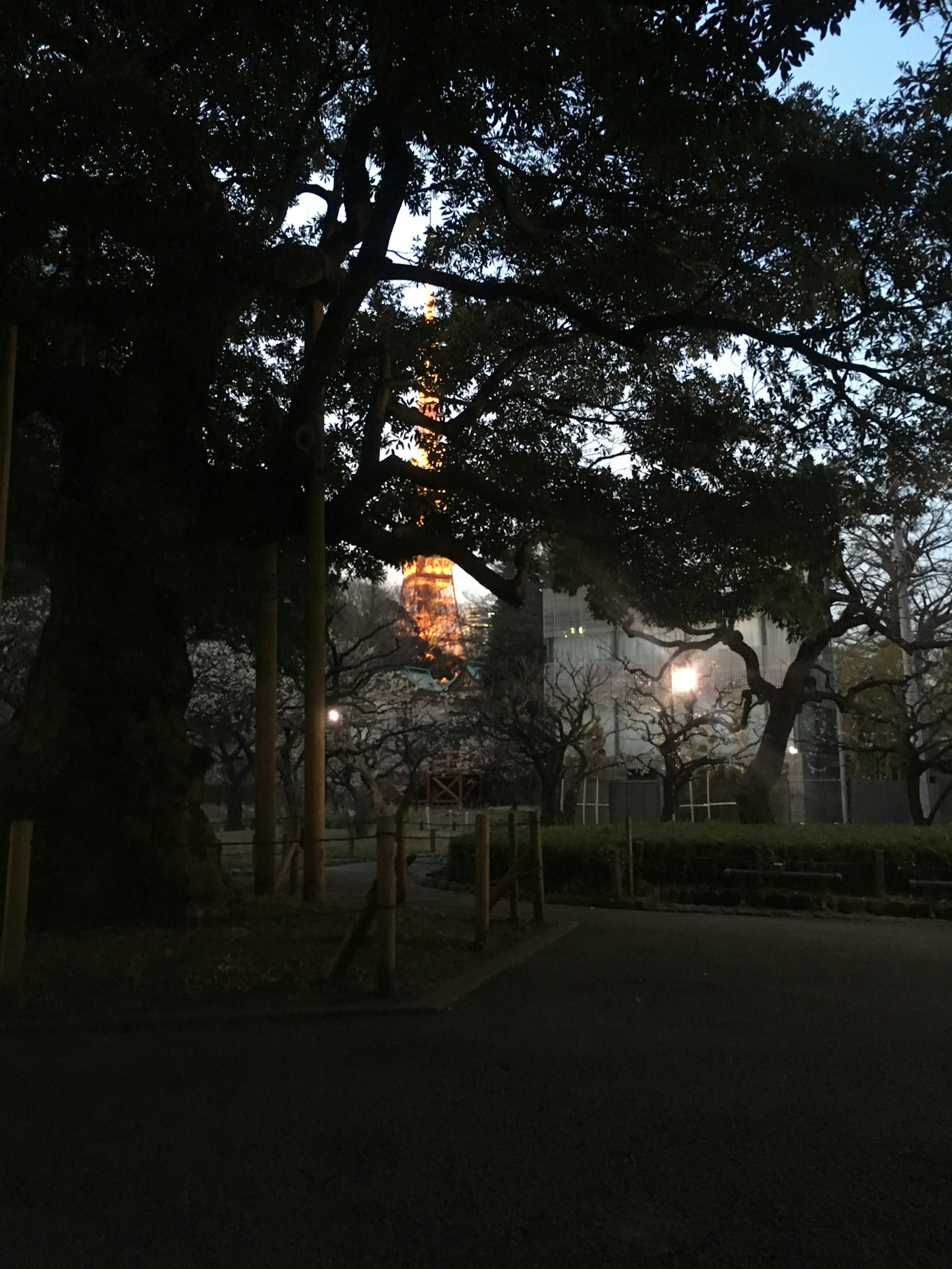Un grand arbre dans un parc au crépuscule avec une tour visible en arrière-plan