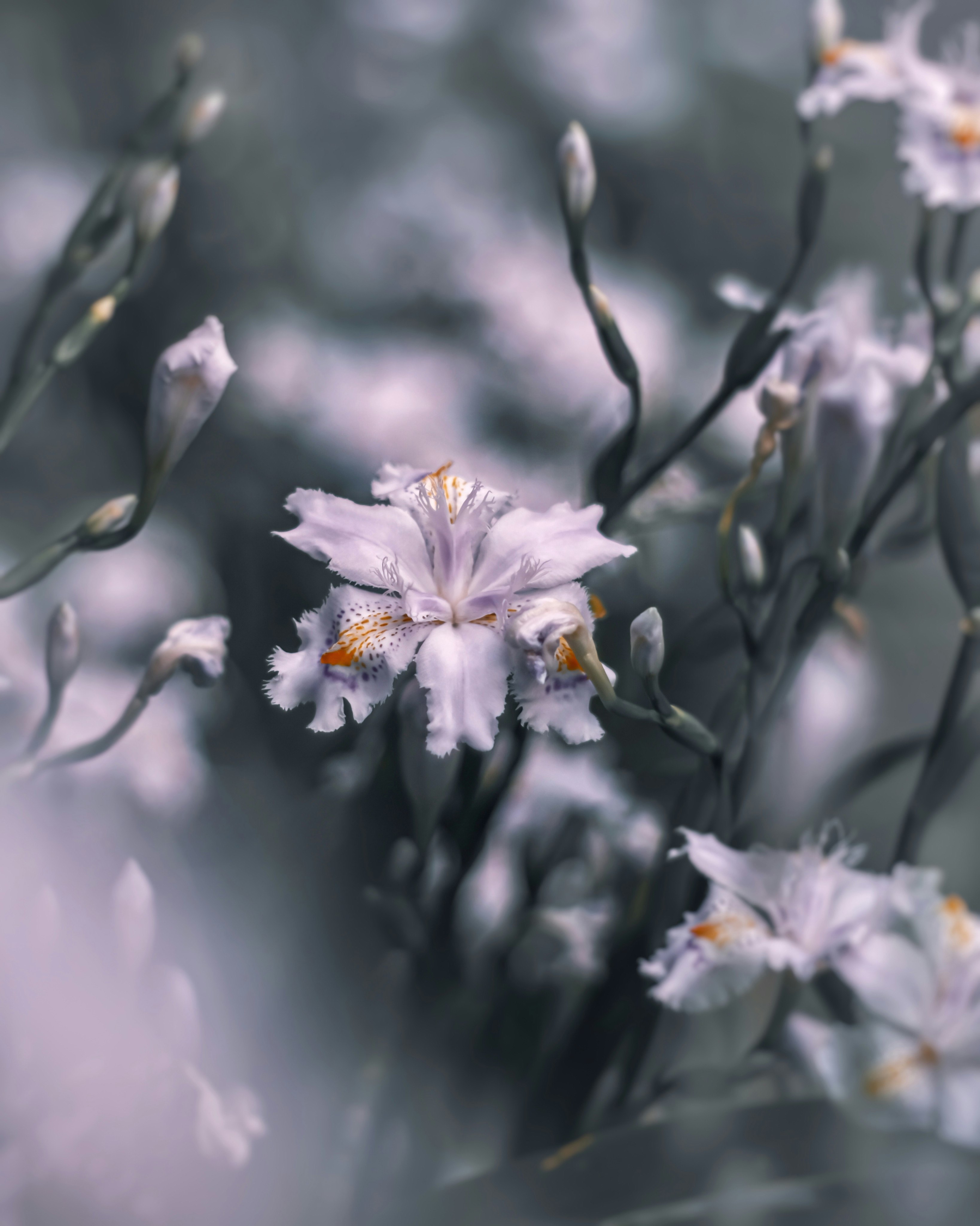 淡い紫の花が咲くボケのある草花のクローズアップ