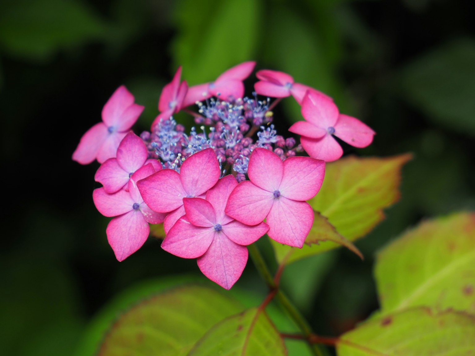 Flor de hortensia con pétalos rosas y centro azul