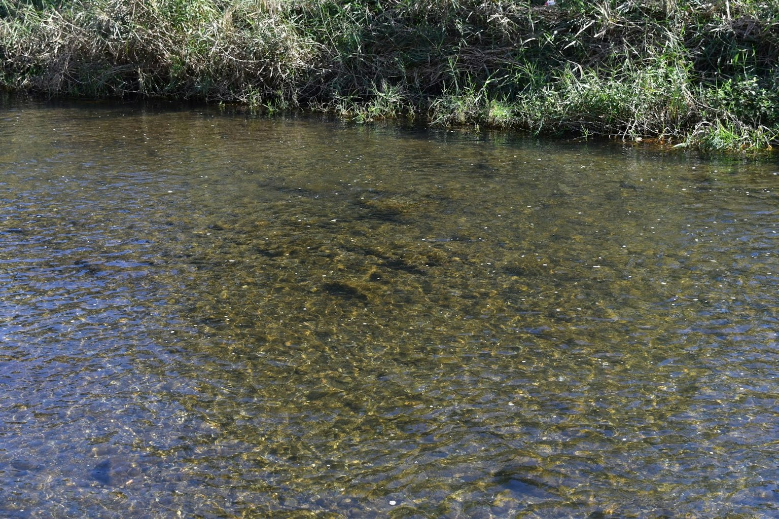Superficie d'acqua chiara che riflette piante verdi e pietre
