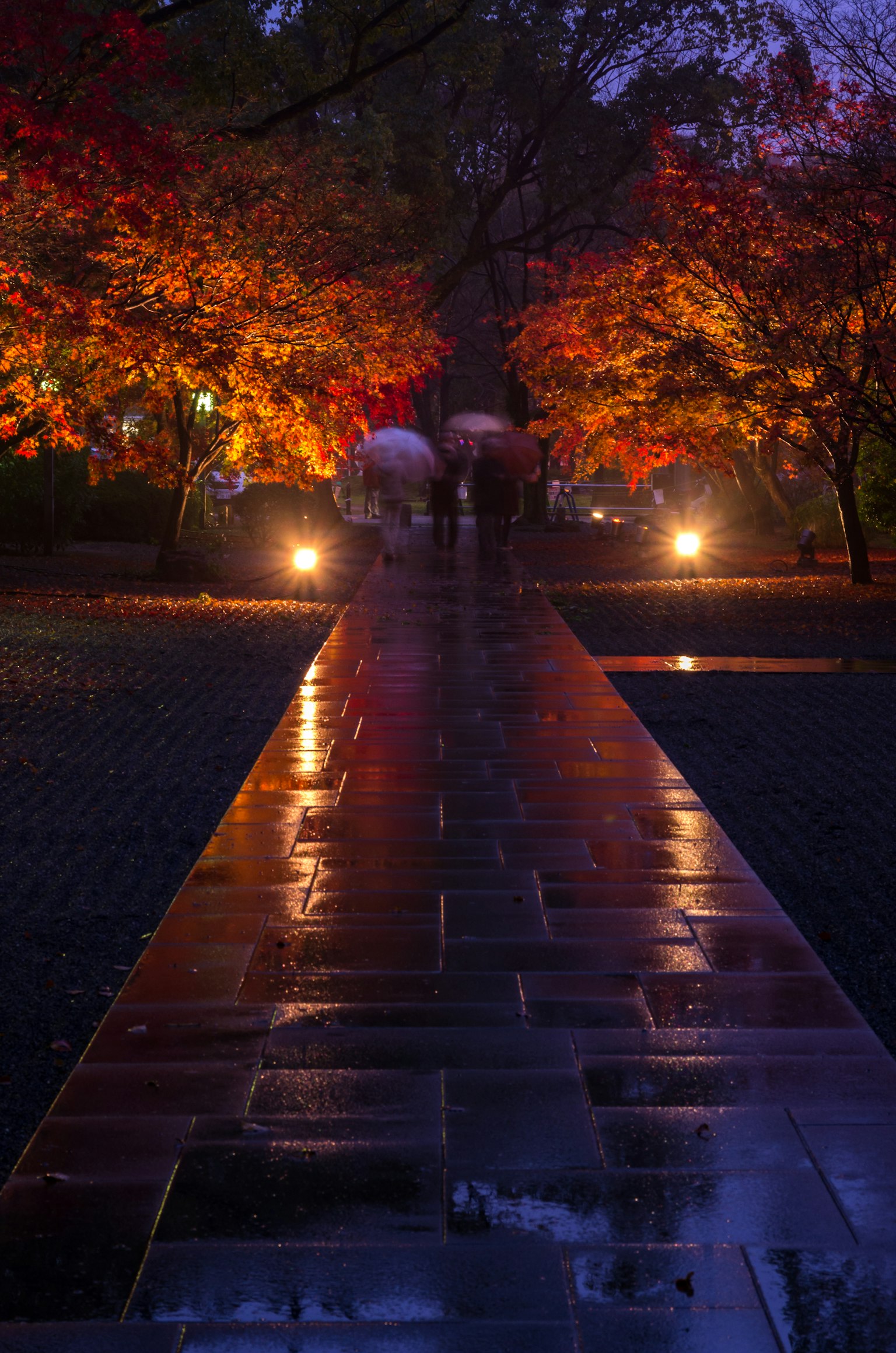 A night view of a park with colorful autumn leaves and a wet stone path