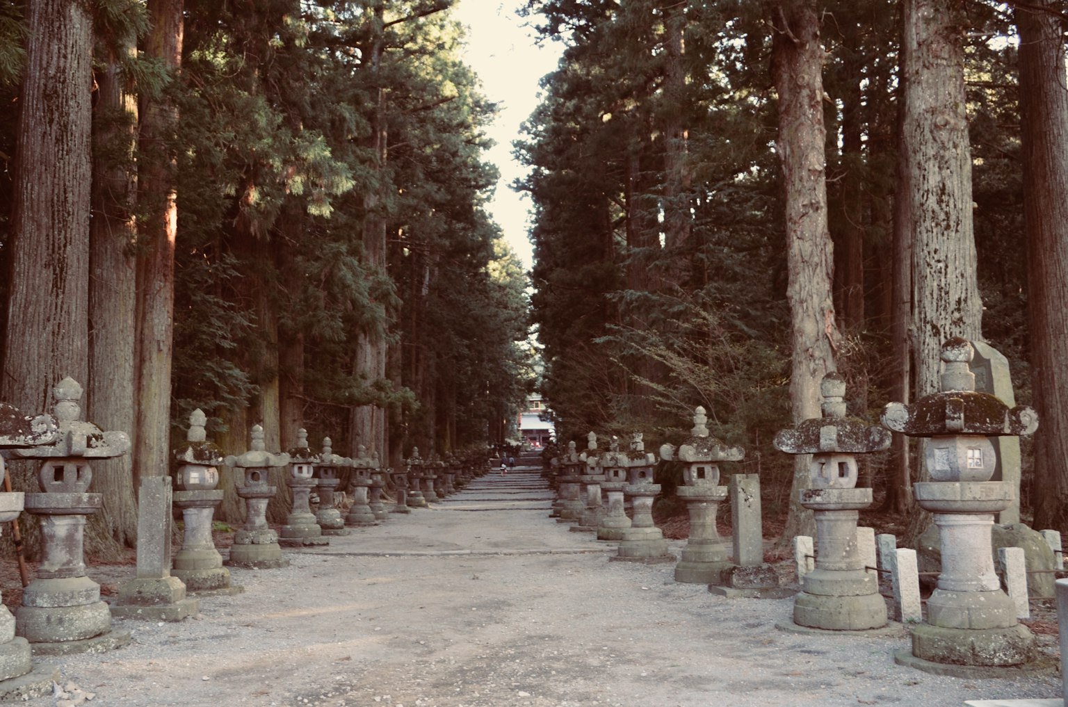 A serene pathway lined with stone lanterns surrounded by cedar trees