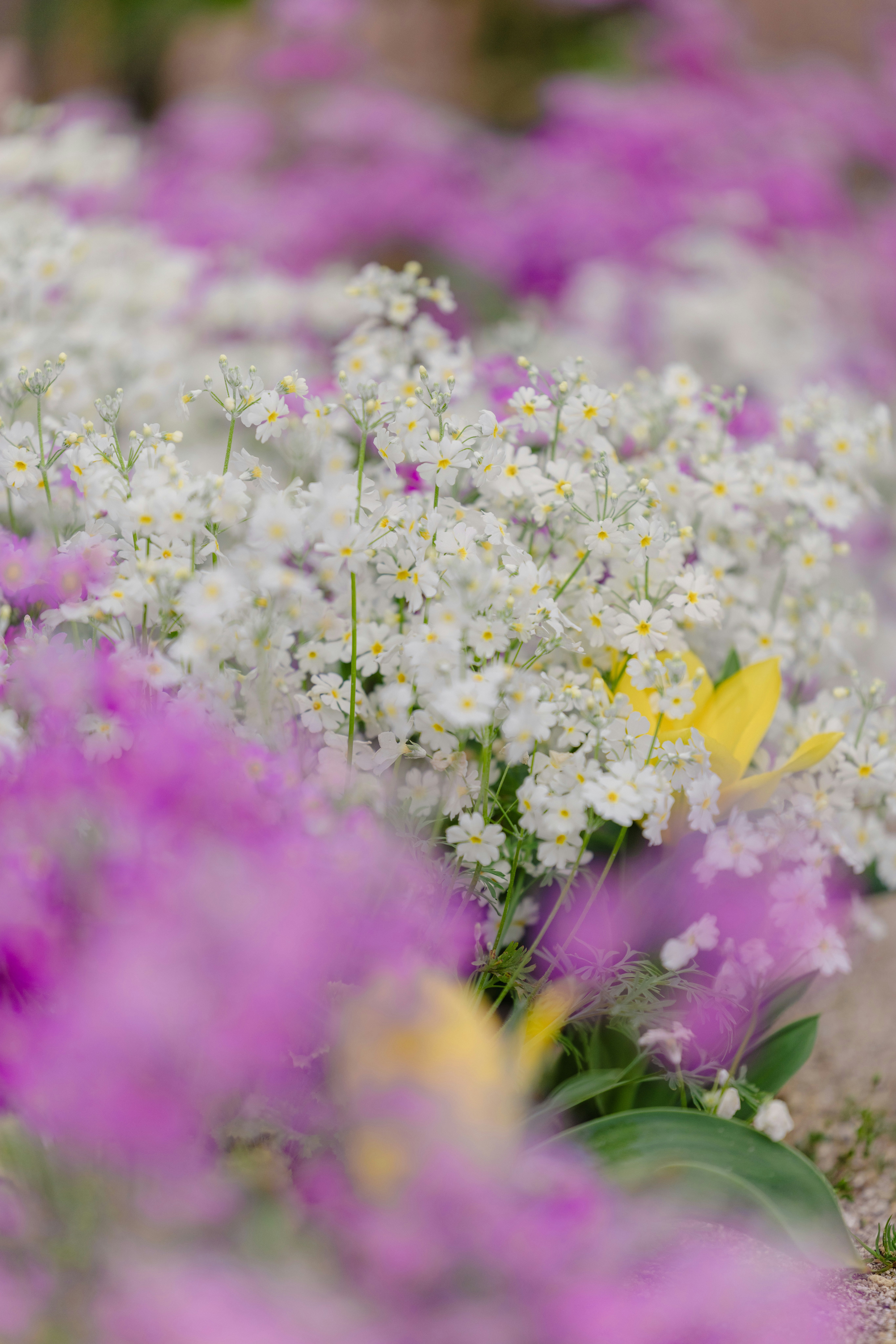 桜草の花が群生する花畑のボケ背景