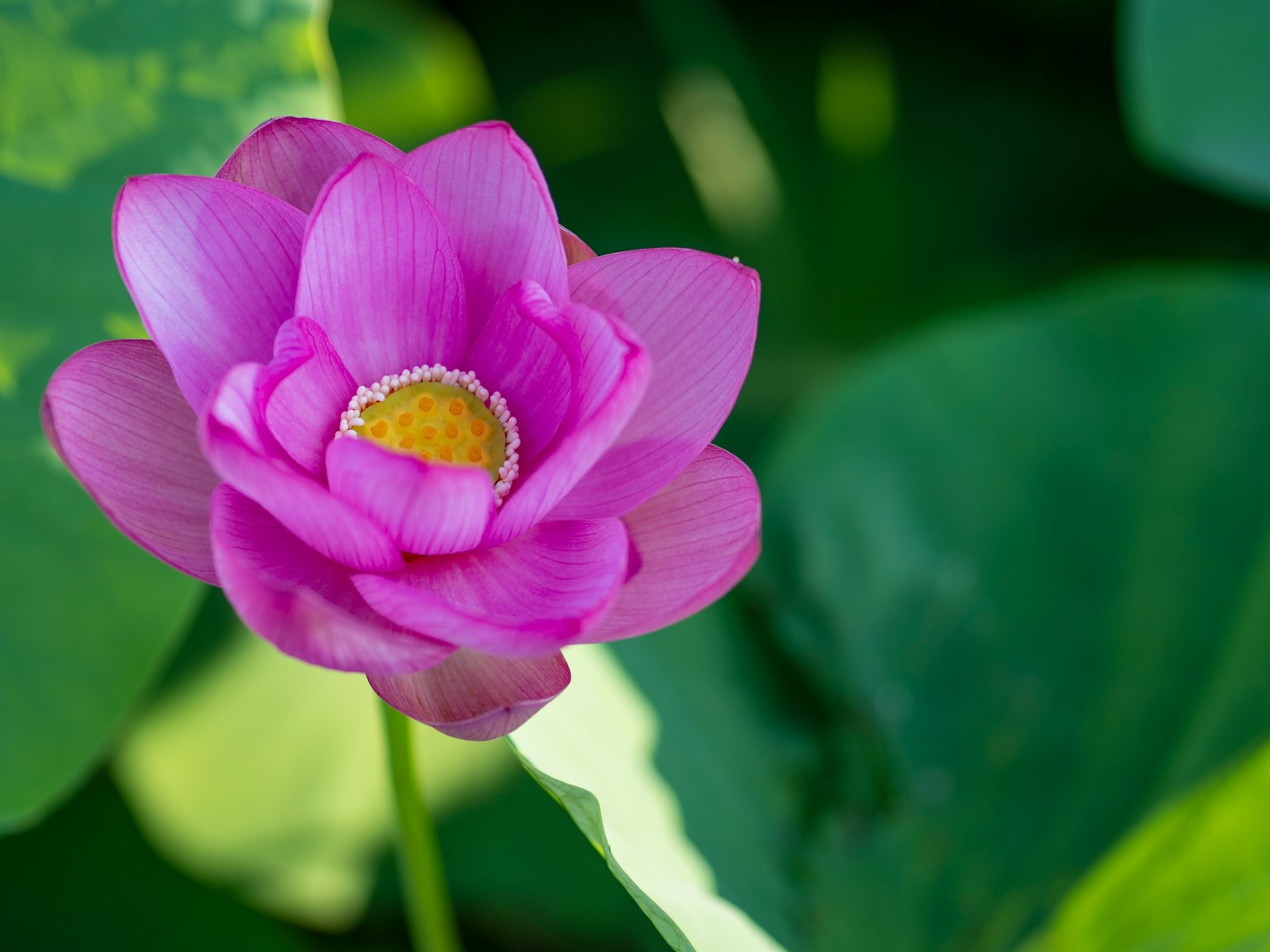 Bellissimo fiore di loto rosa circondato da foglie verdi