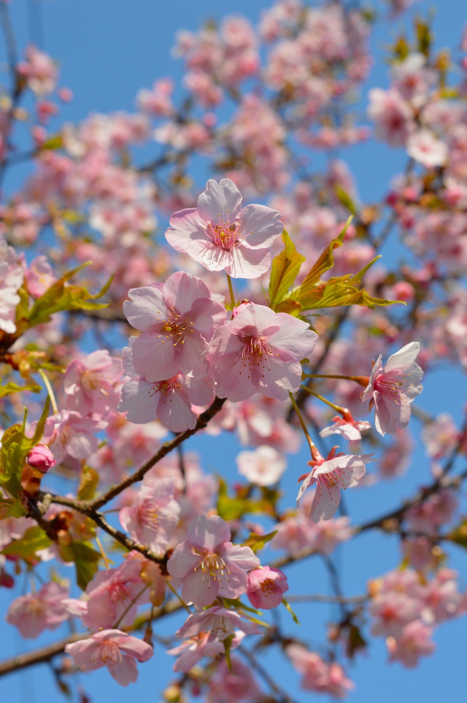 Kirschblüten in voller Blüte vor blauem Himmel