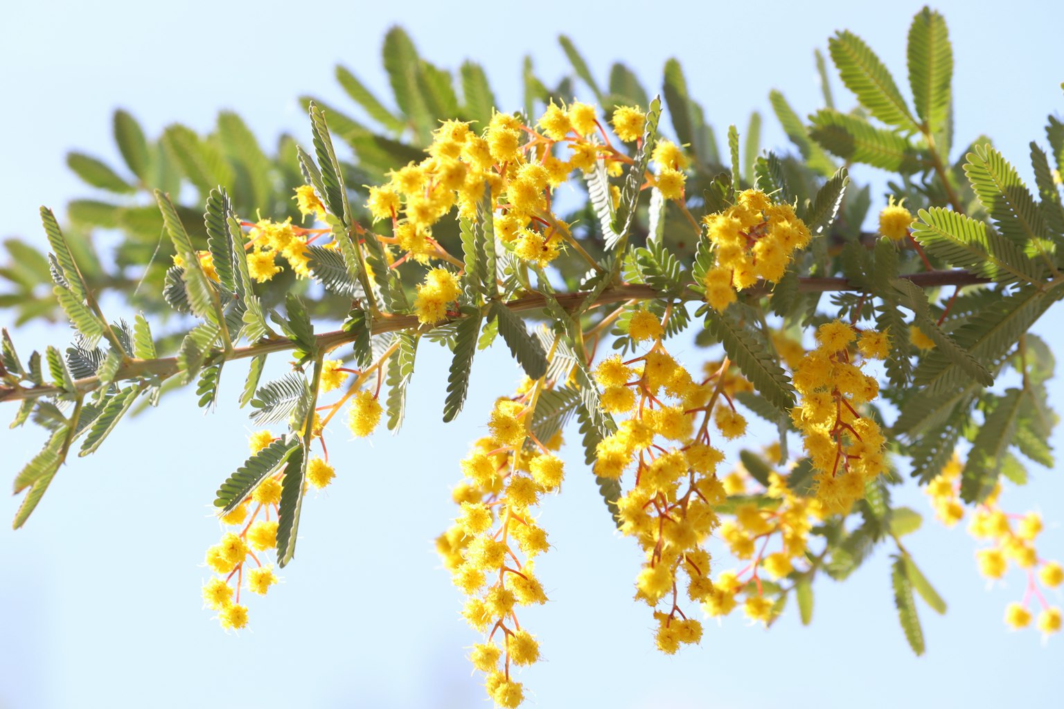 Rama con flores amarillas y hojas verdes