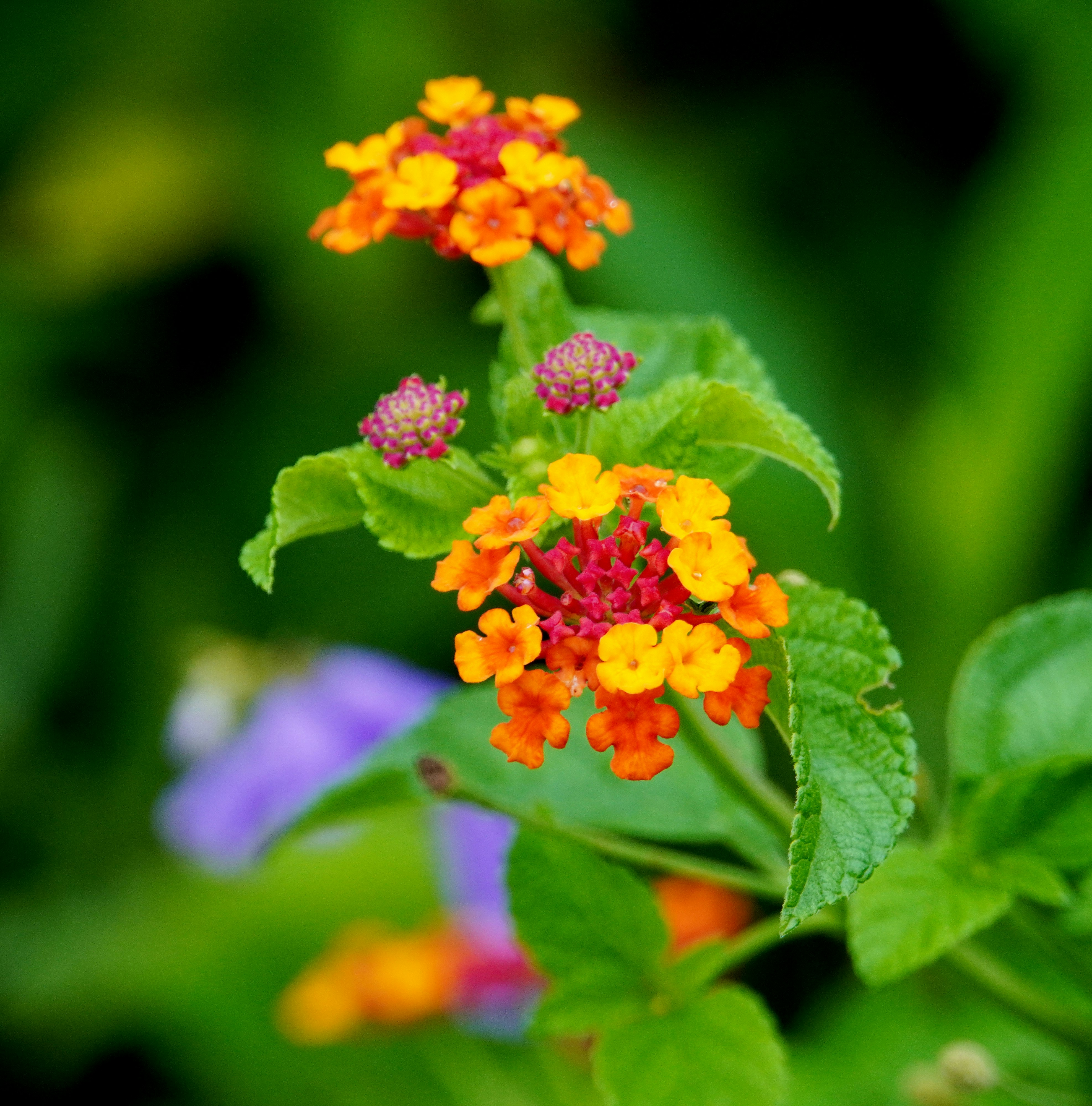 鮮やかなランタナの花と緑の葉のマクロ画像