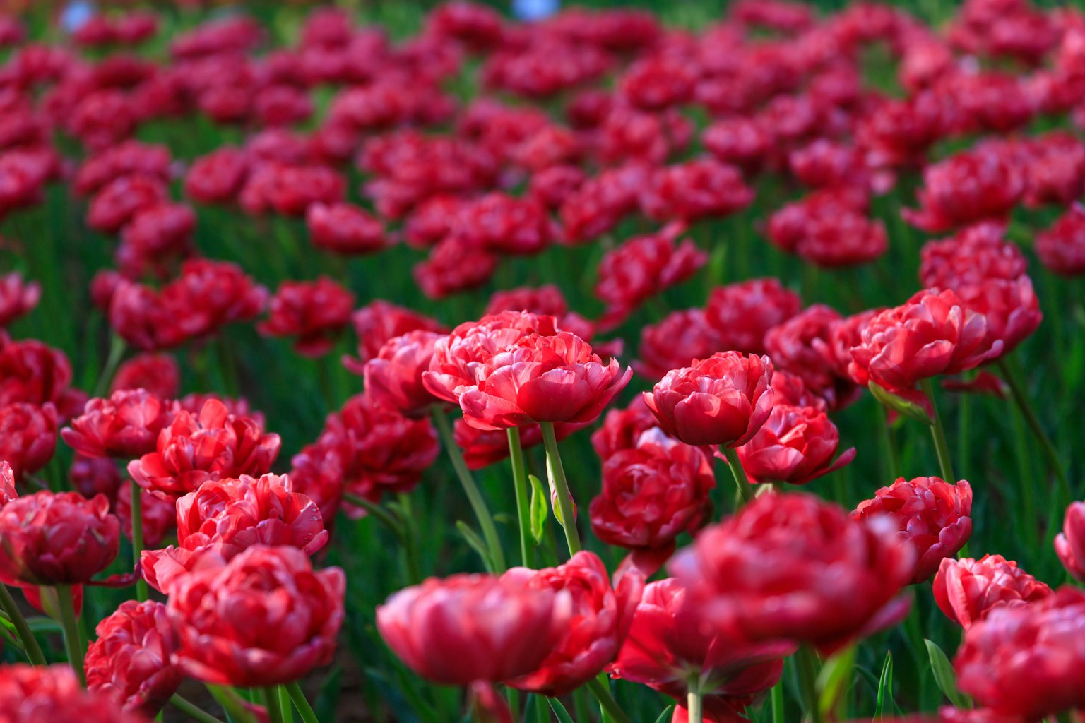 Lebendiges Feld roter Tulpen in voller Blüte
