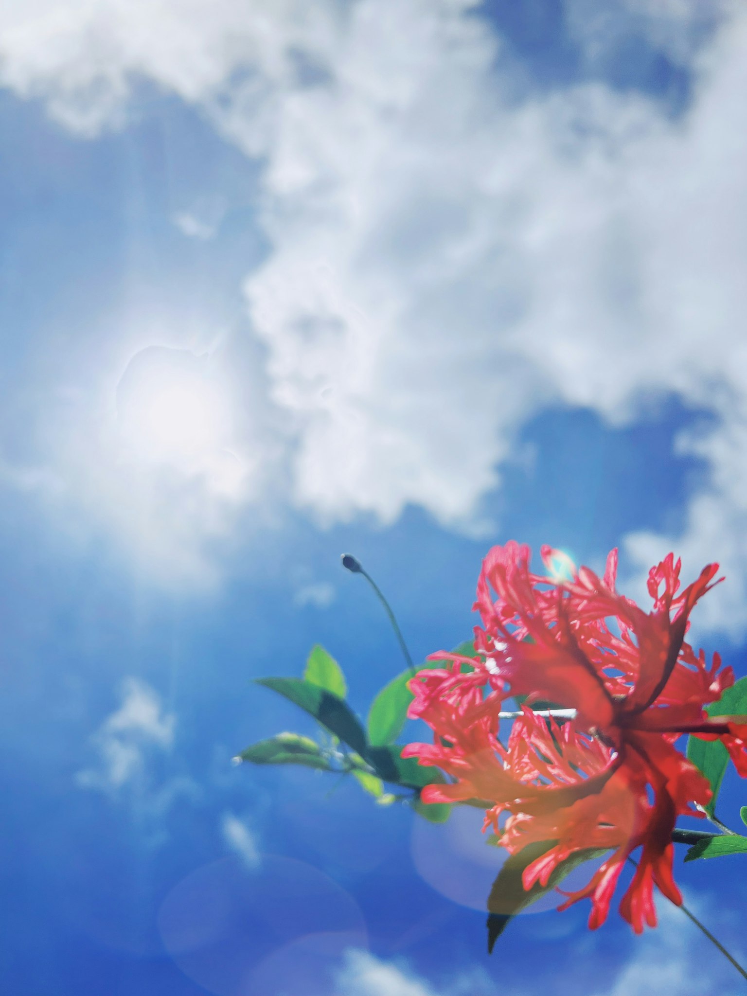 Una flor roja vibrante contra un cielo azul brillante y nubes blancas esponjosas
