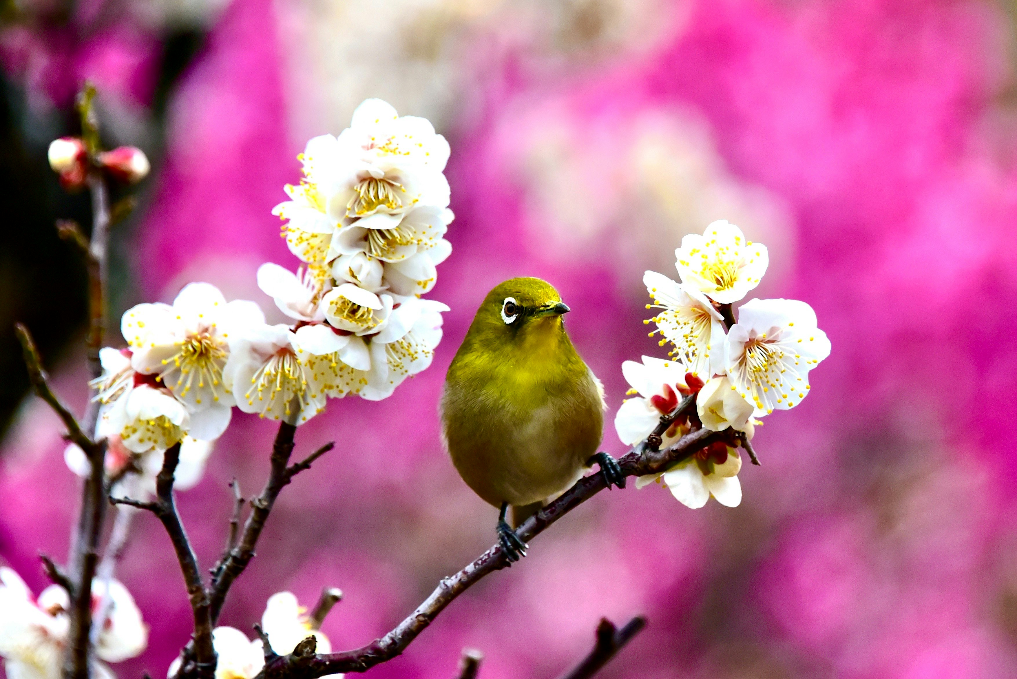 ピンクの背景に咲く梅の花とメジロ