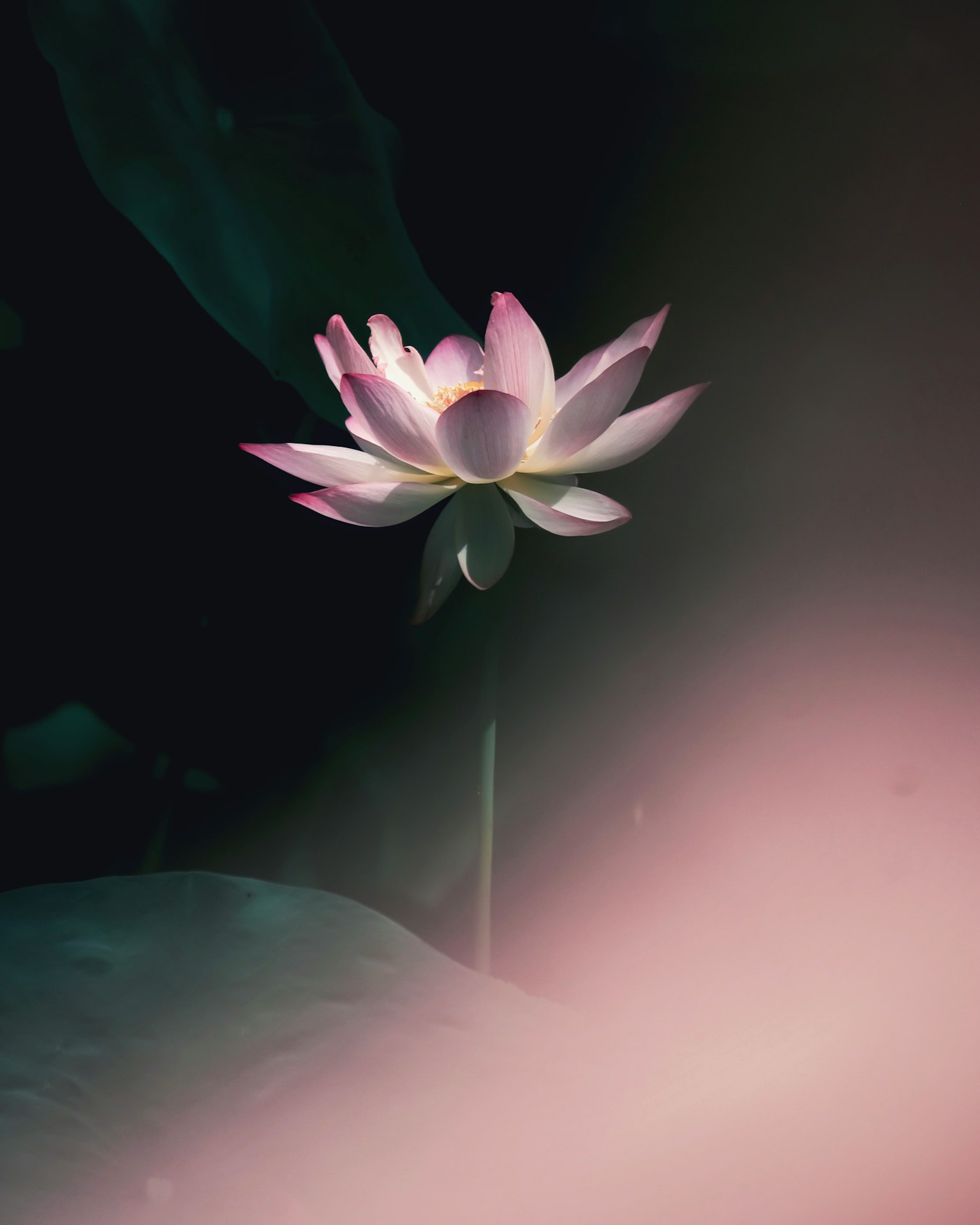 어두운 배경에서 떠오르는 아름다운 연꽃