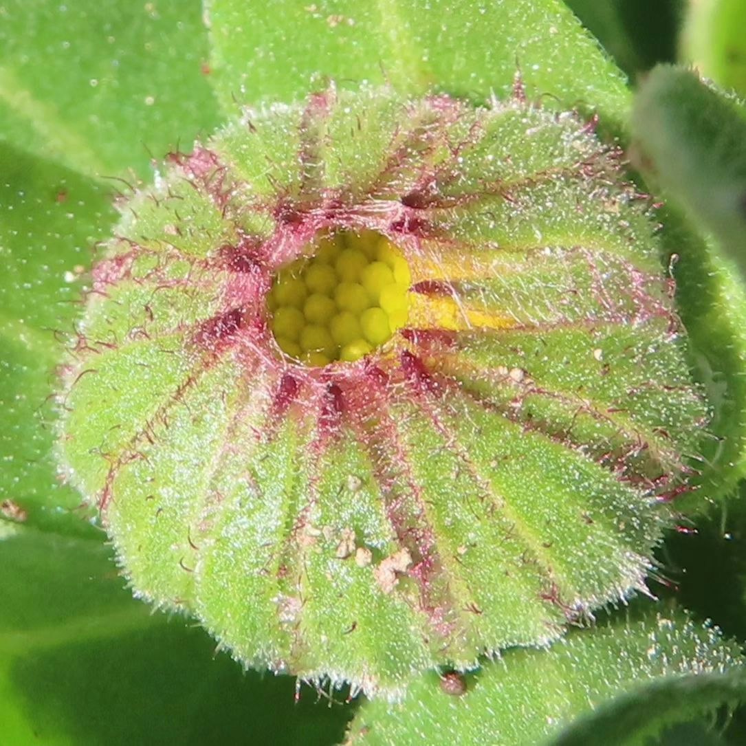gambar makro kuncup bunga yang dibungkus daun hijau