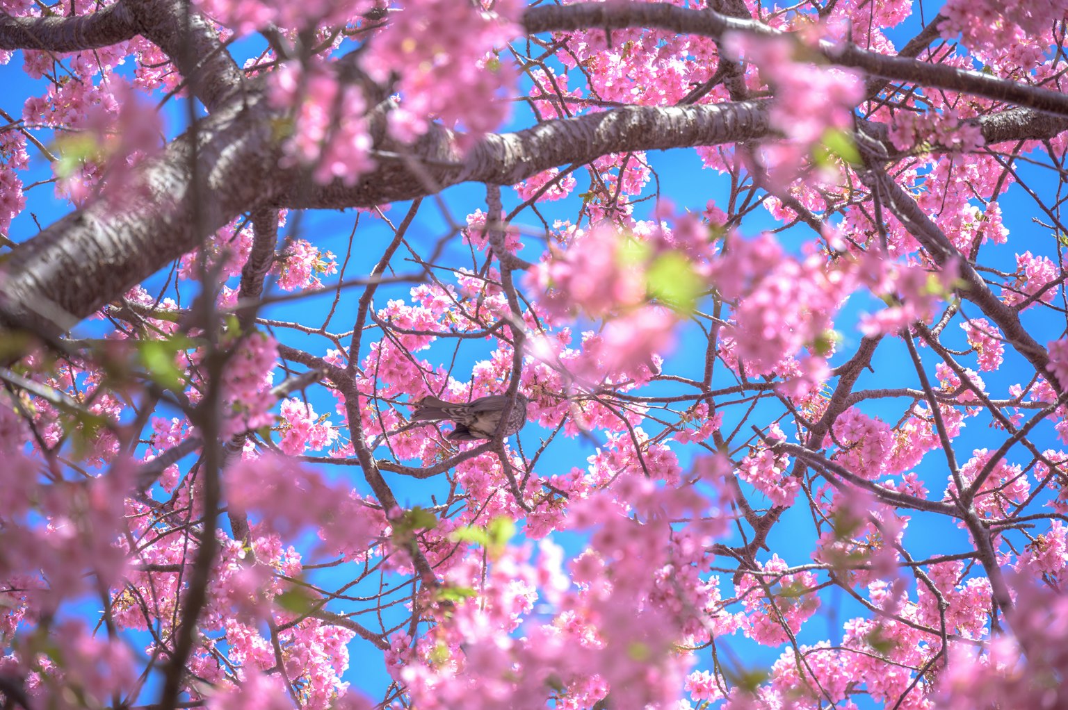 Kirschblüten blühen unter einem blauen Himmel mit einem Vogel zwischen den Blumen