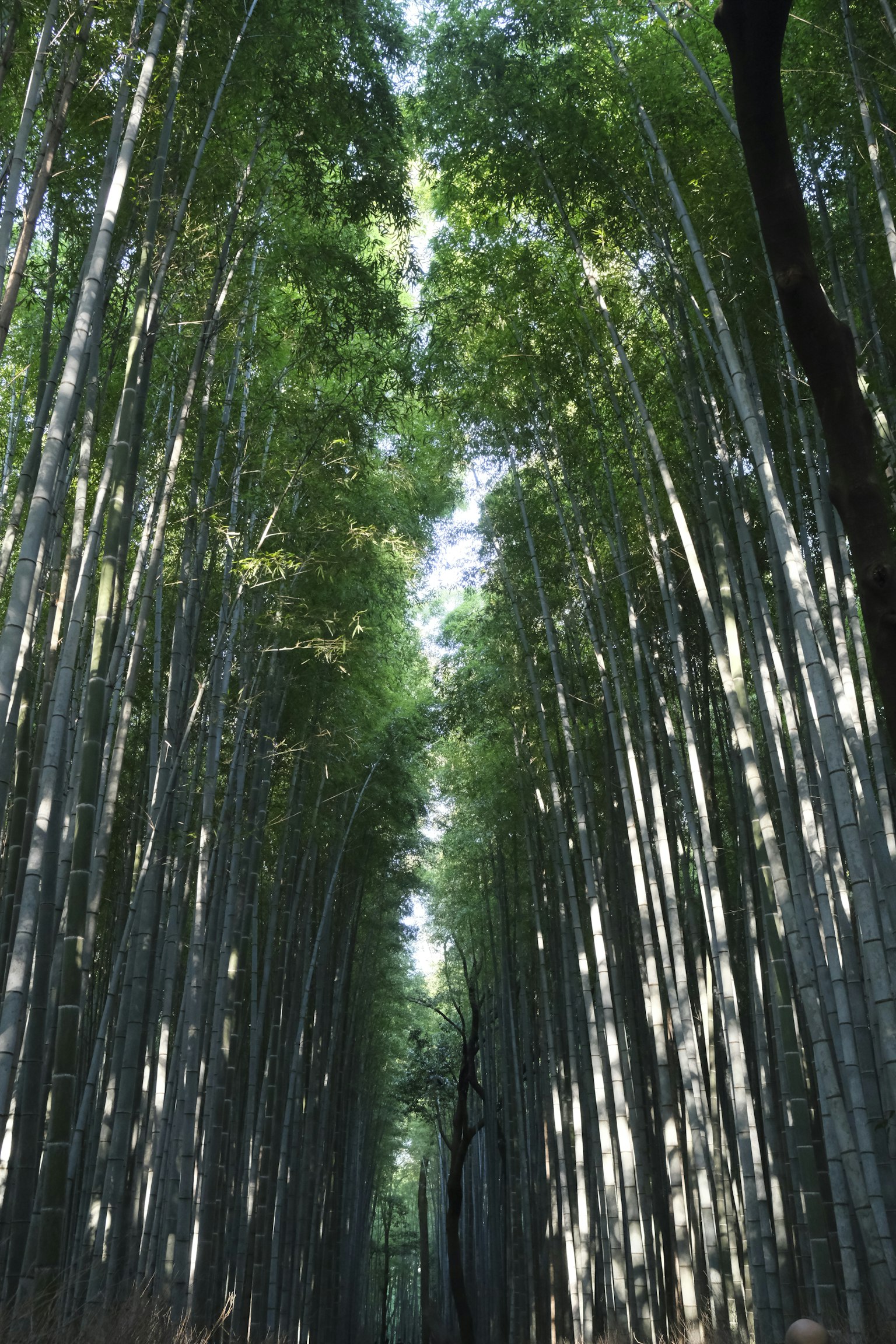 Vista che guarda in alto attraverso una foresta di bambù Steli di bambù alti con foglie verdi lussureggianti