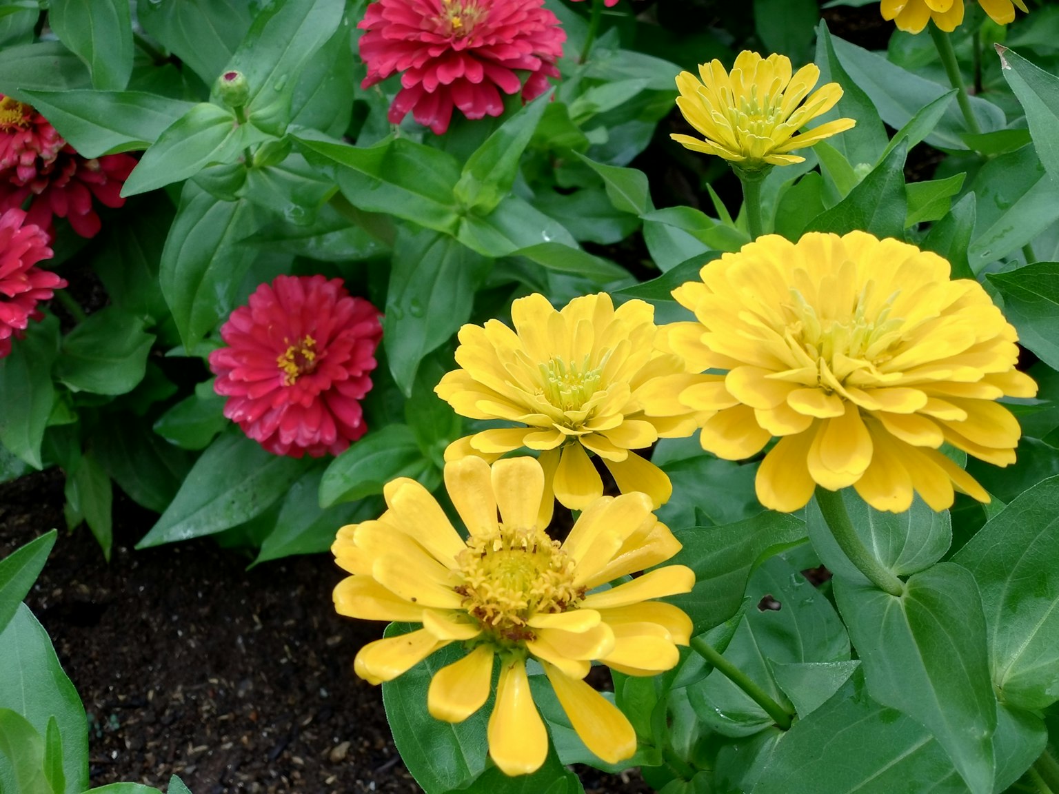 ดอกซินเนียสีเหลืองสดใสข้างดอกซินเนียสีแดงในสวน