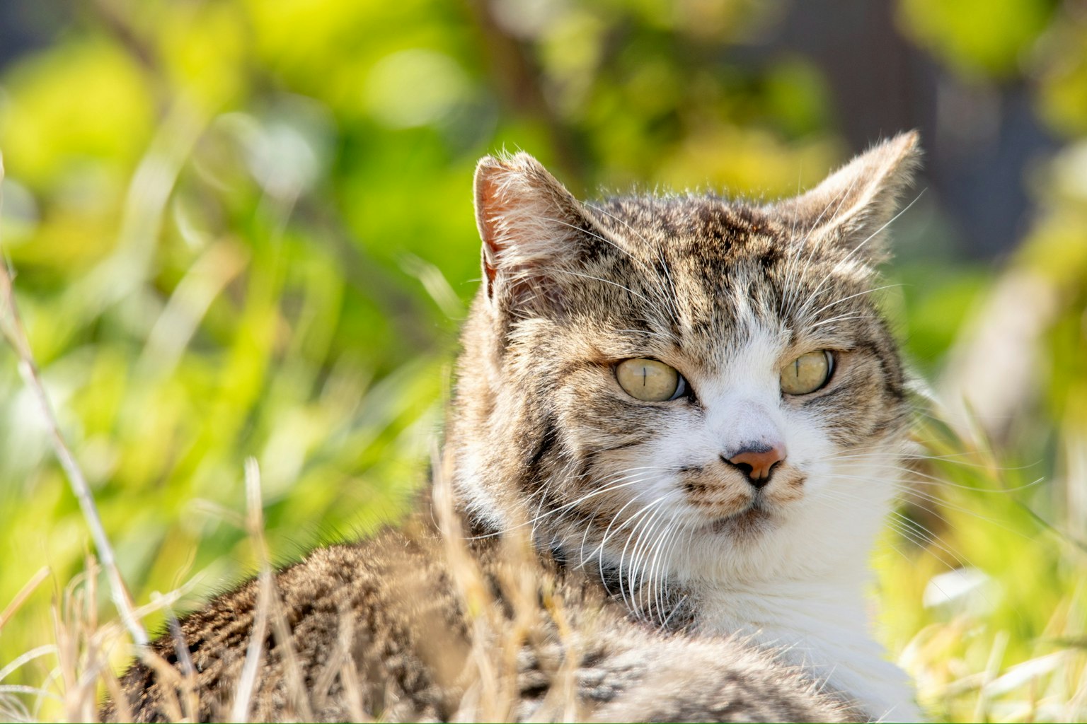Close-up of a cat resting in the grass with sharp eyes and soft fur