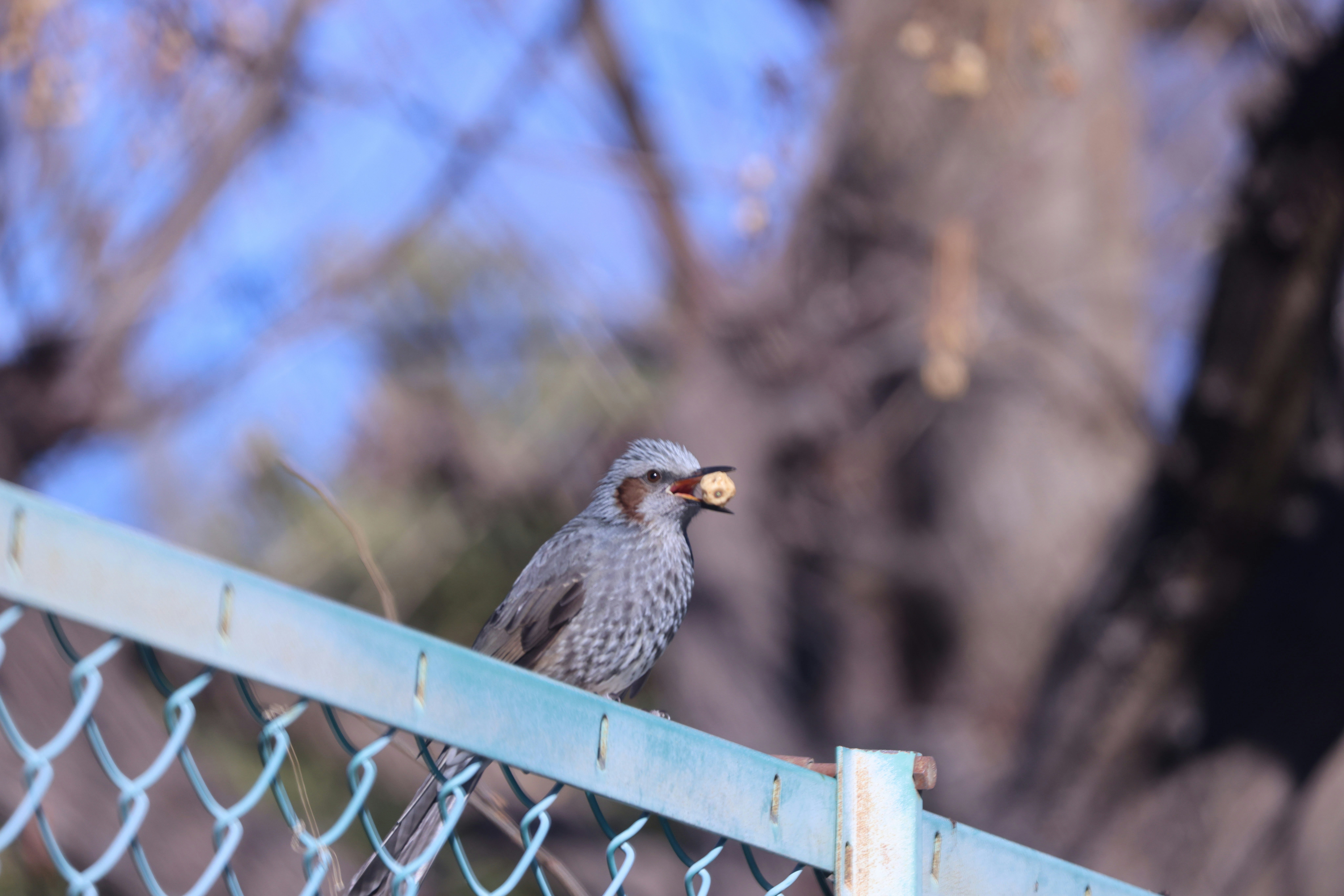 柵の上にとまる小鳥