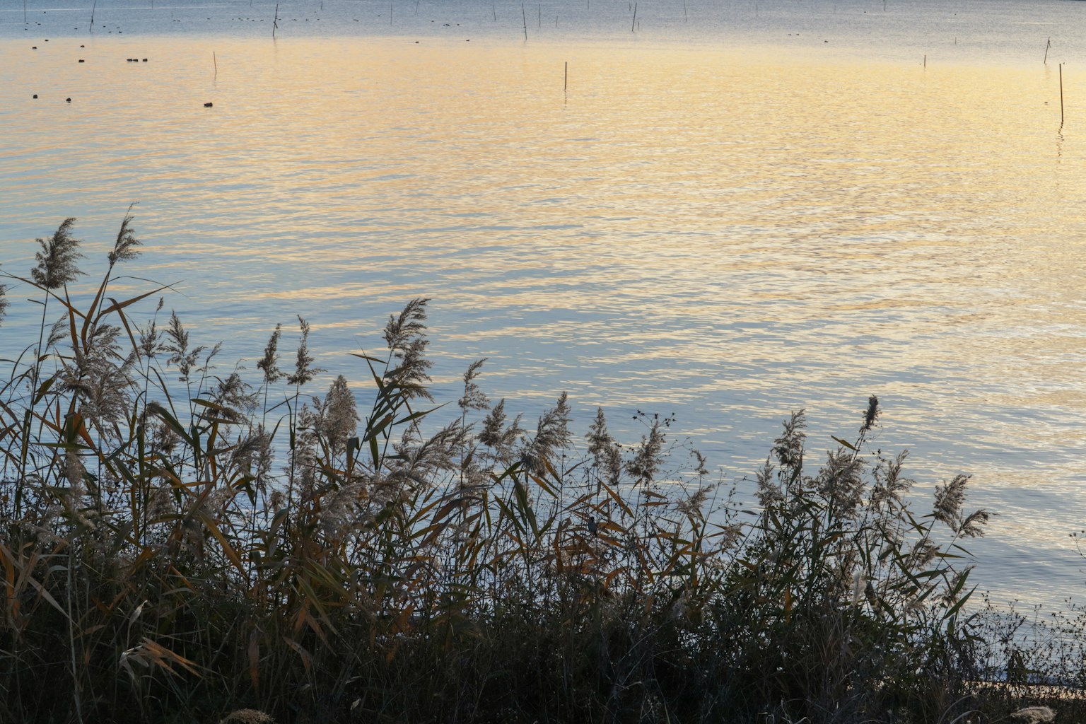 Paesaggio tranquillo con riflessi di luce soffusa sull'acqua e silhouette d'erba